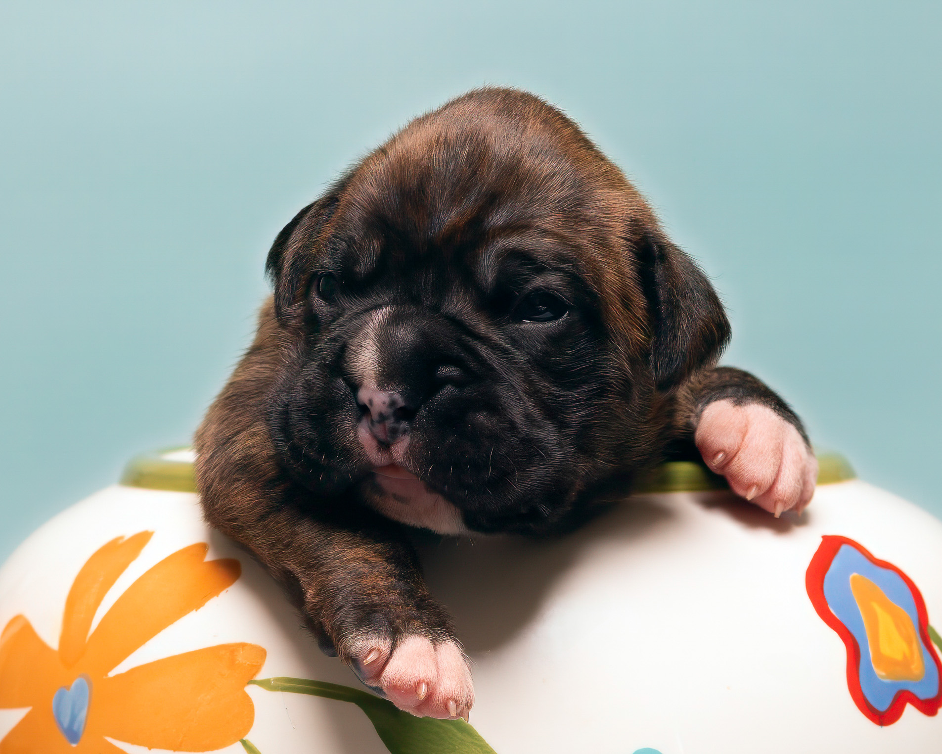 Bosley - Fallbrook's On Cloud 10 - 2 Weeks Old - Classic Brindle Male Boxer Puppy