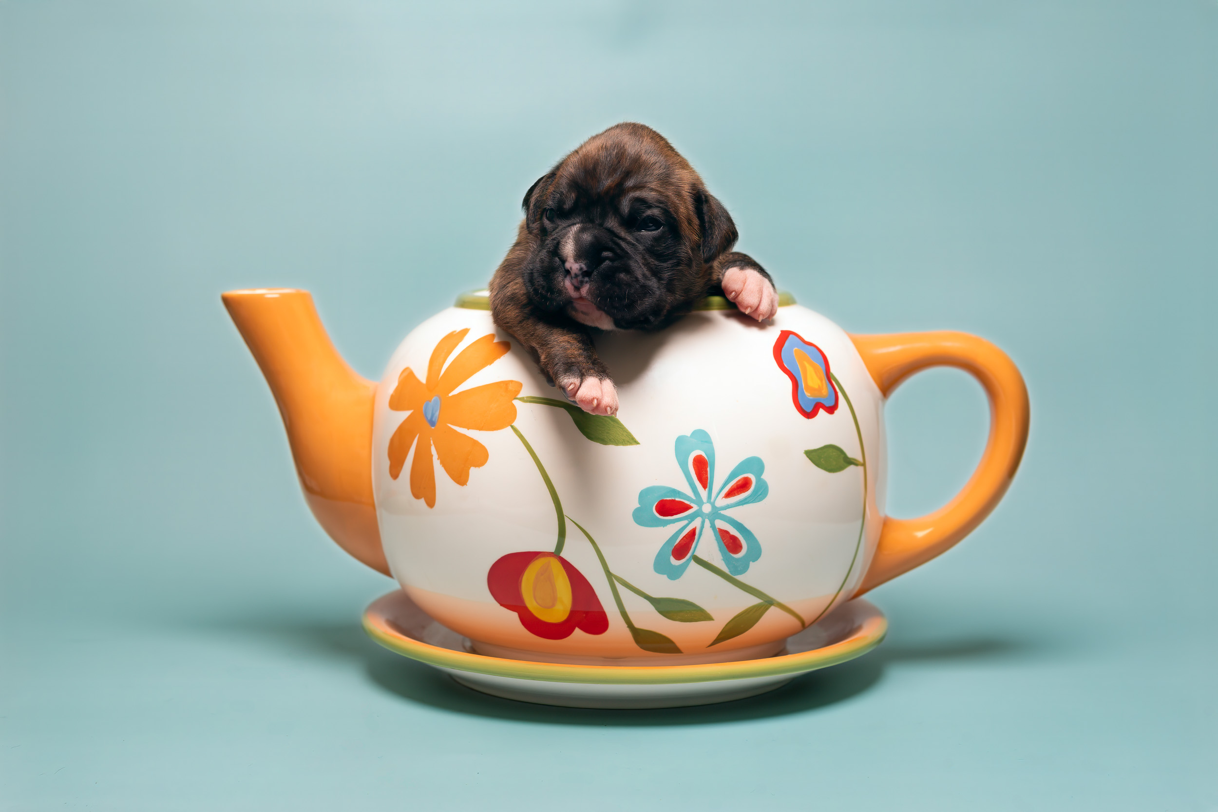 Bosley - Fallbrook's On Cloud 10 - 2 Weeks Old - Classic Brindle Male Boxer Puppy