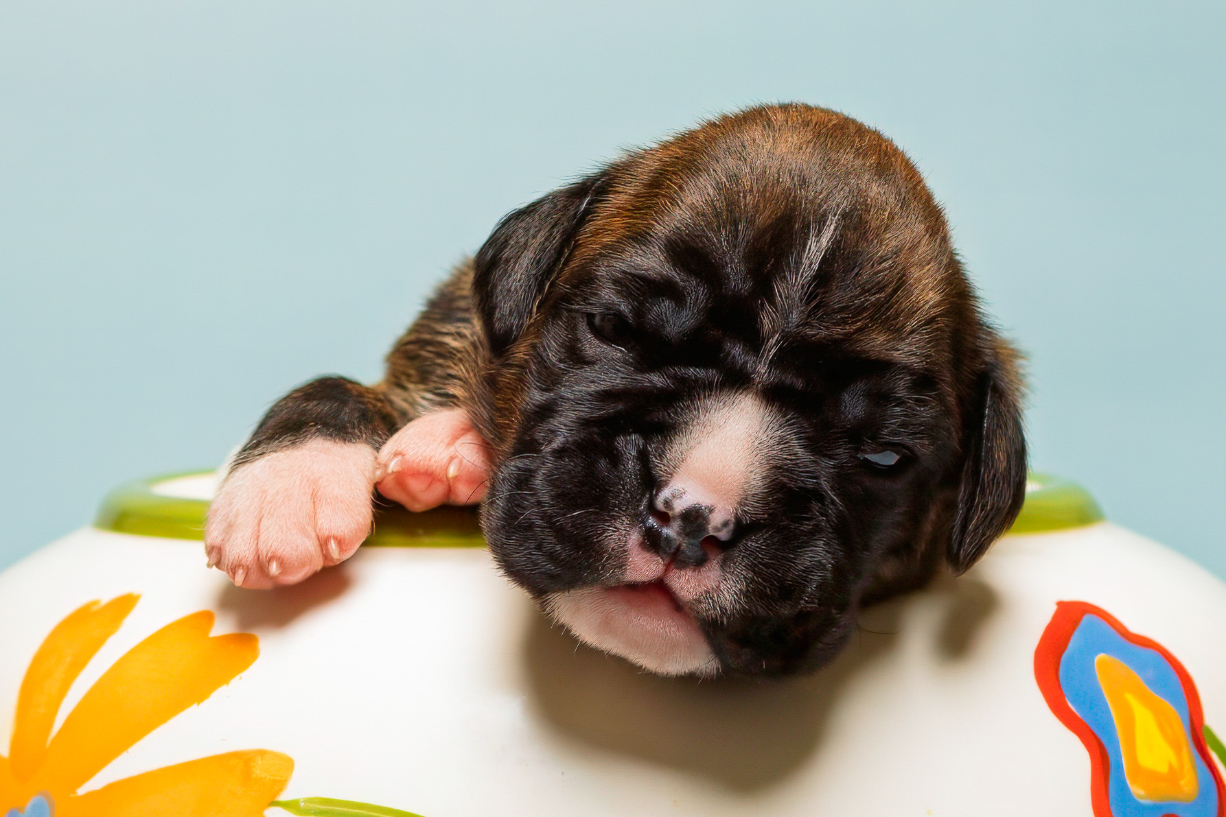 Sage - Fallbrook N Vincenza's On Cloud Nine - 2 Weeks Old Classic Brindle Female Boxer
