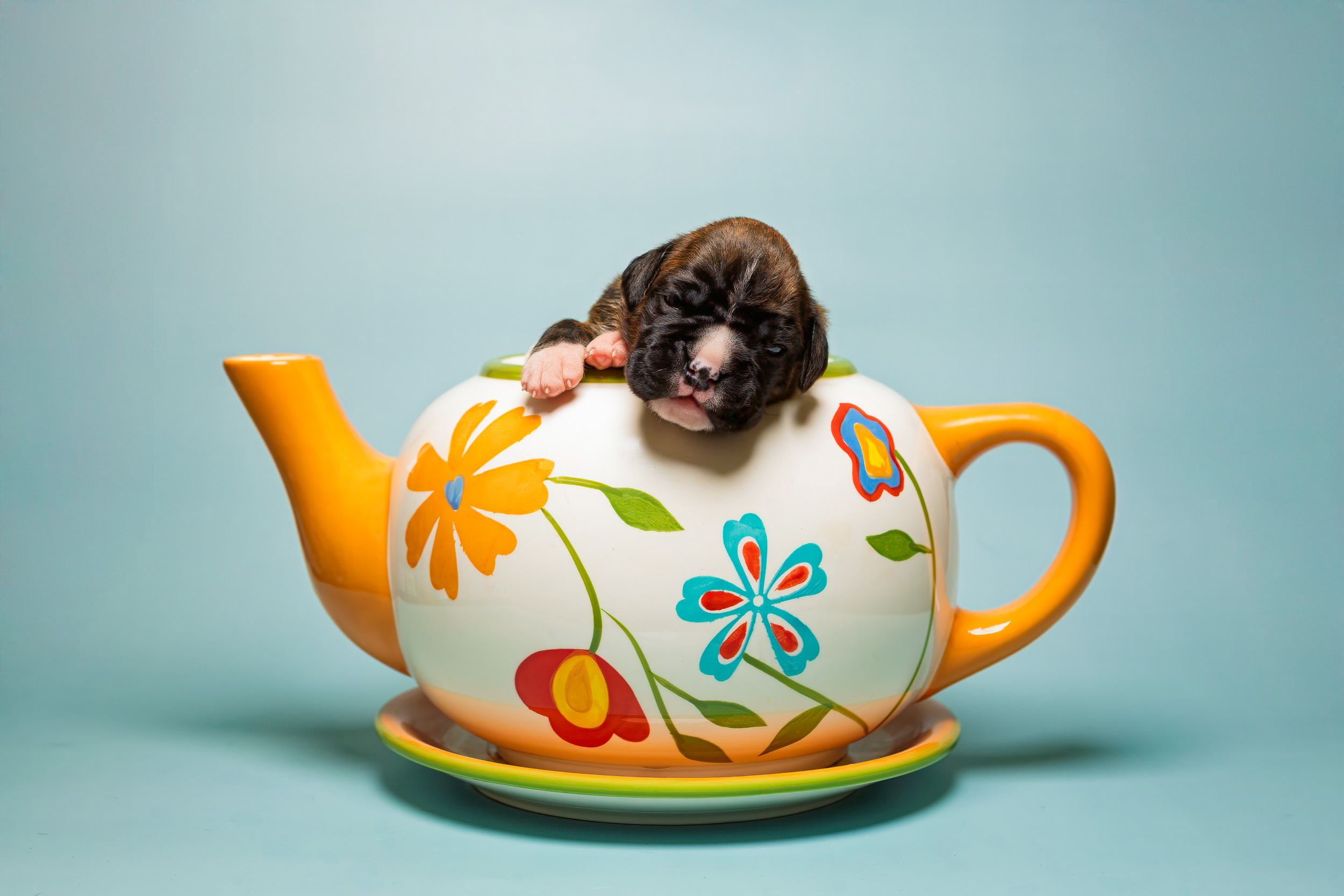 Sage - Fallbrook N Vincenza's On Cloud Nine - 2 Weeks Old Classic Brindle Female Boxer
