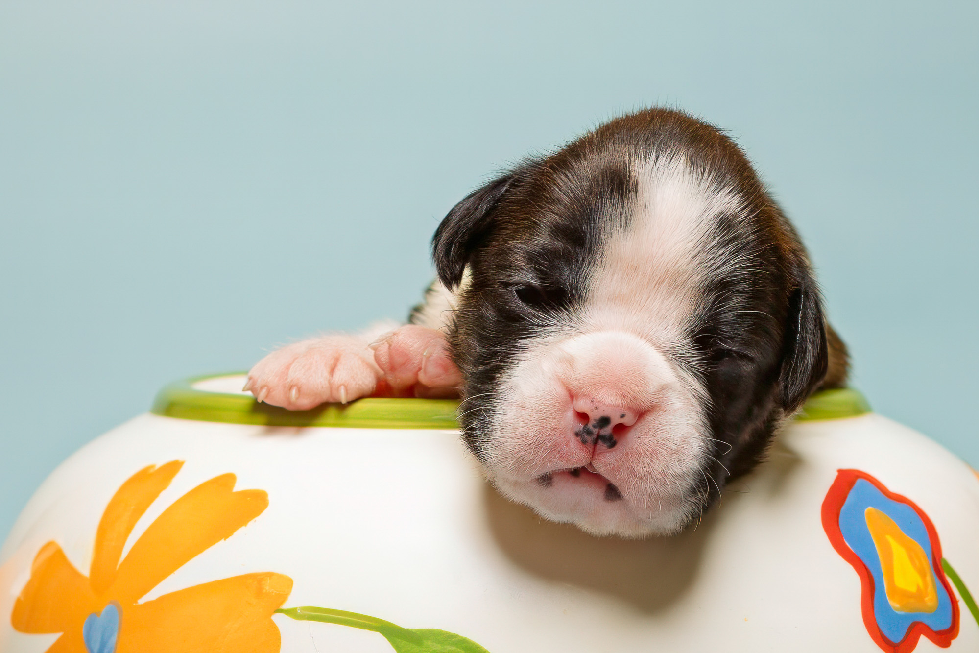 Sutton - Fallbrook's A Walk In The Clouds - 2 Weeks Old Flashy Brindle Female Boxer