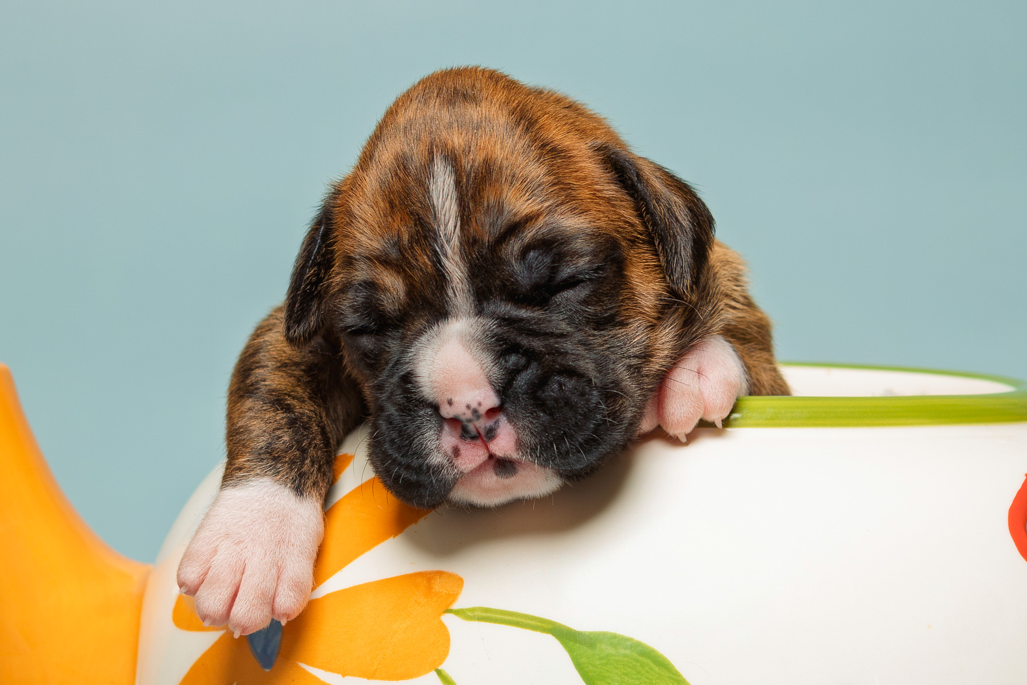 Nova - Fallbrook's Above The Clouds - 3 Weeks Old - Classic Brindle Female Boxer