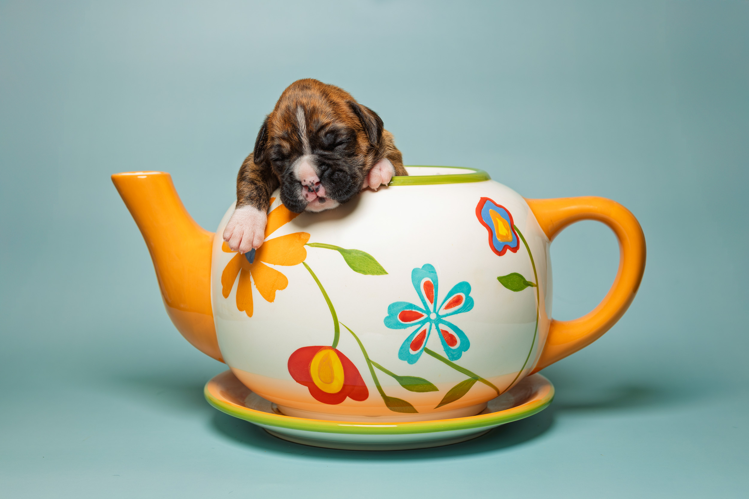 Nova - Fallbrook's Above The Clouds - 3 Weeks Old - Classic Brindle Female Boxer