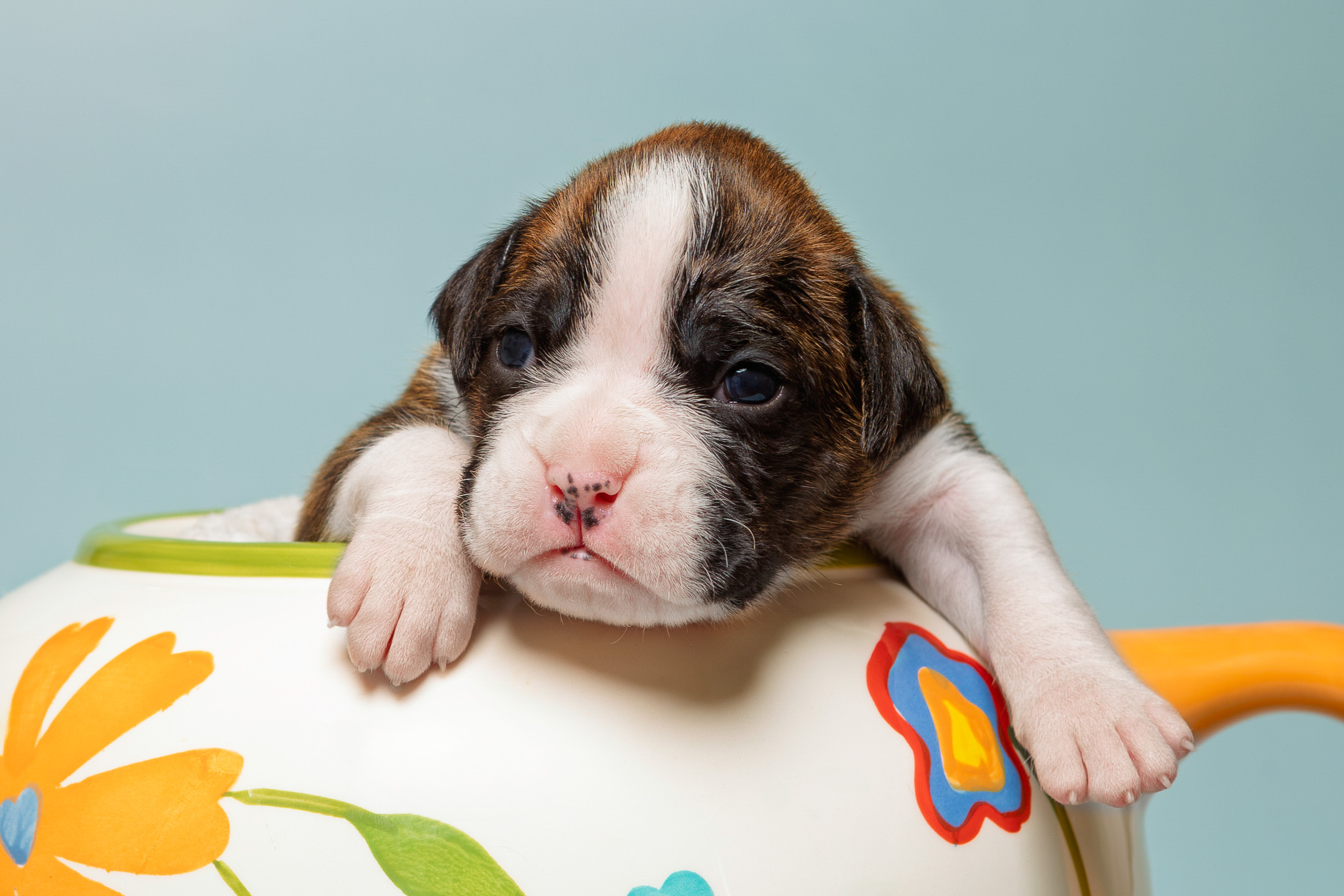 Chase - Fallbrook's Chasing Clouds - 2 Weeks Old - Flashy Brindle Male Boxer Puppy
