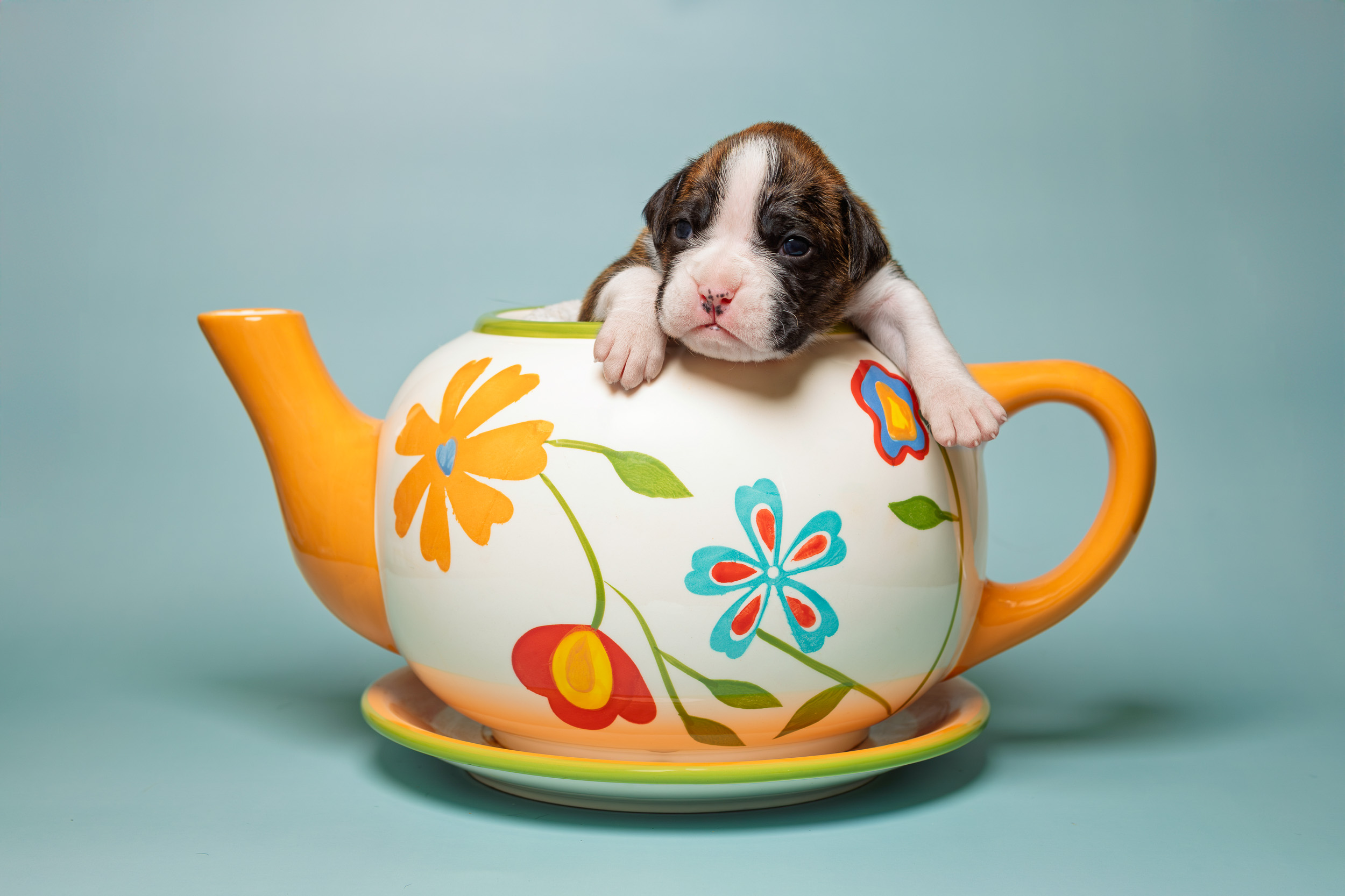 Chase - Fallbrook's Chasing Clouds - 2 Weeks Old - Flashy Brindle Male Boxer Puppy