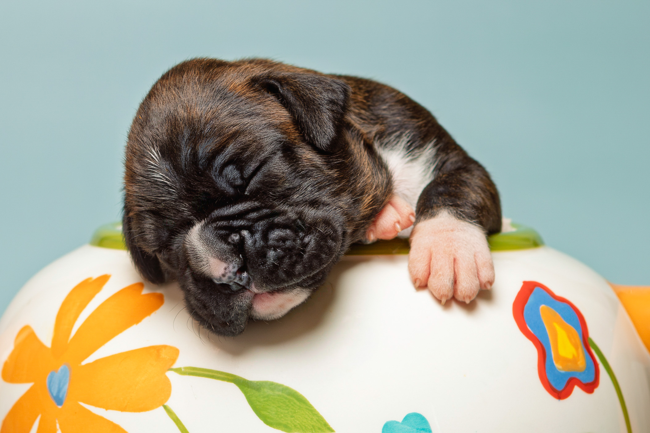 Darth - Fallbrook N Quinney's I Am Your Father - 2 Weeks Old - Classic Brindle Male Boxer