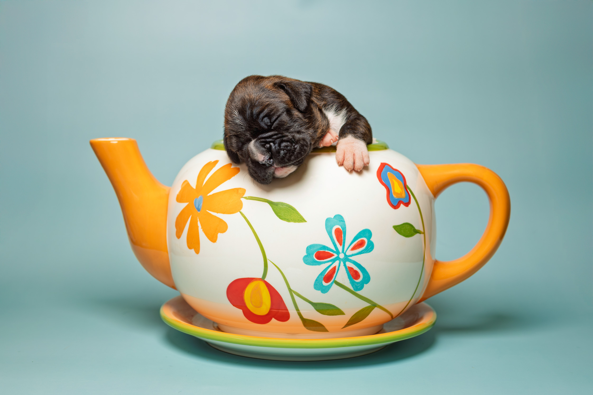 Darth - Fallbrook N Quinney's I Am Your Father - 2 Weeks Old - Classic Brindle Male Boxer