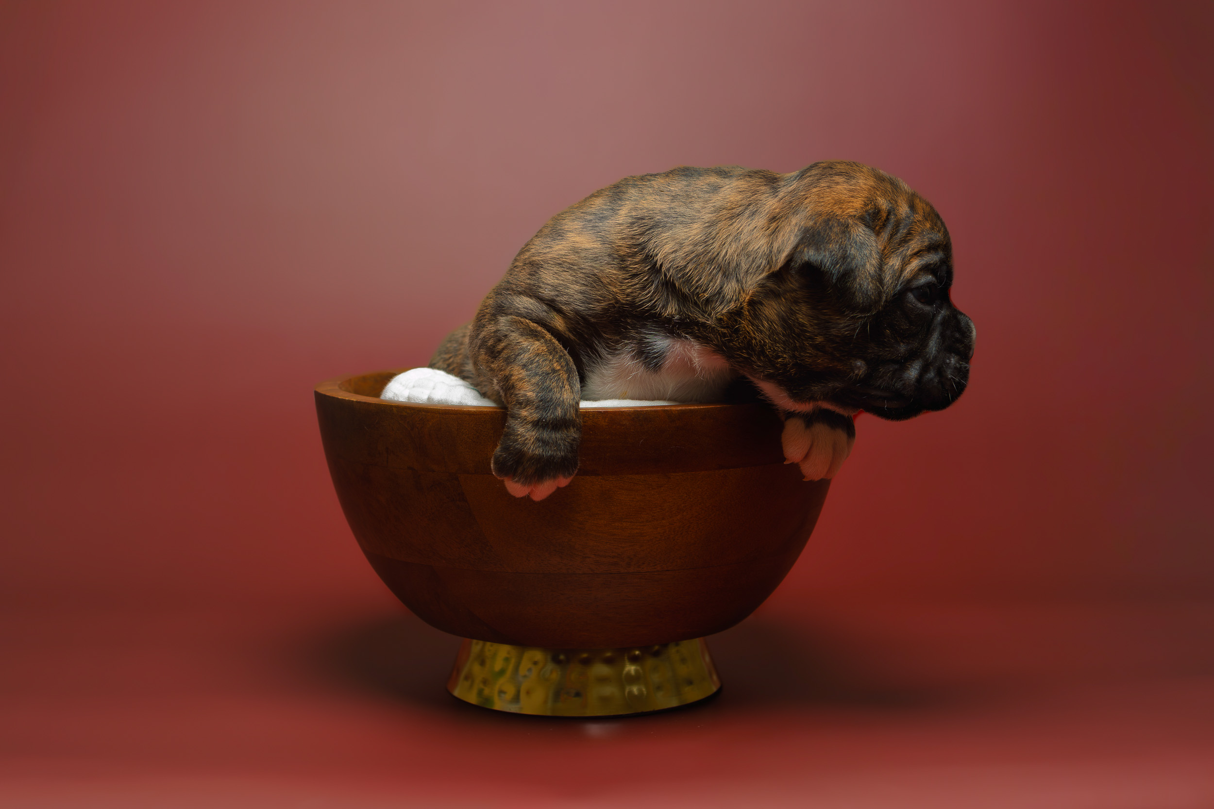 Bosley - Fallbrook's On Cloud 10 - 3 Weeks Old - Classic Brindle Male Boxer Puppy