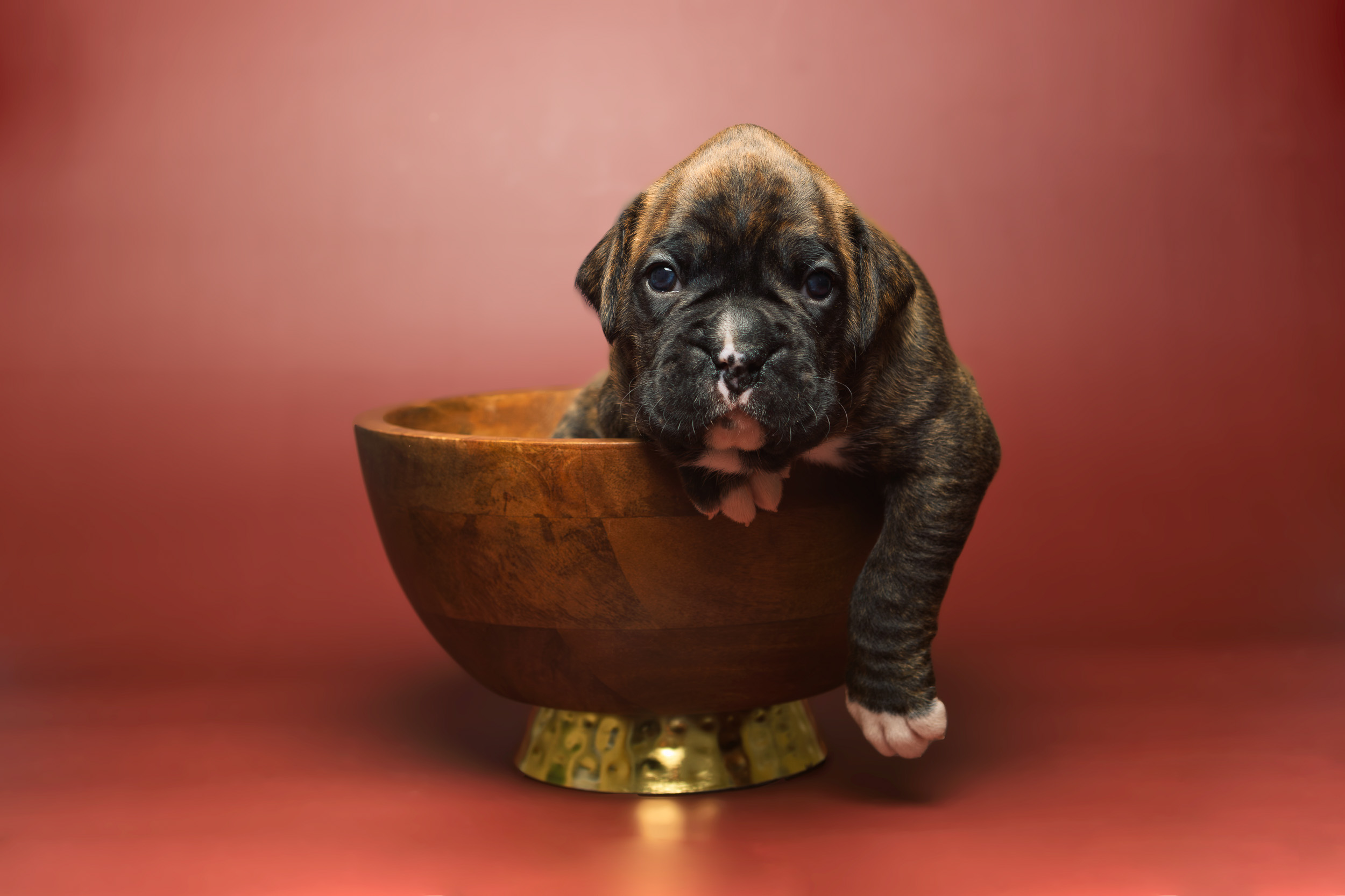 Bosley - Fallbrook's On Cloud 10 - 3 Weeks Old - Classic Brindle Male Boxer Puppy