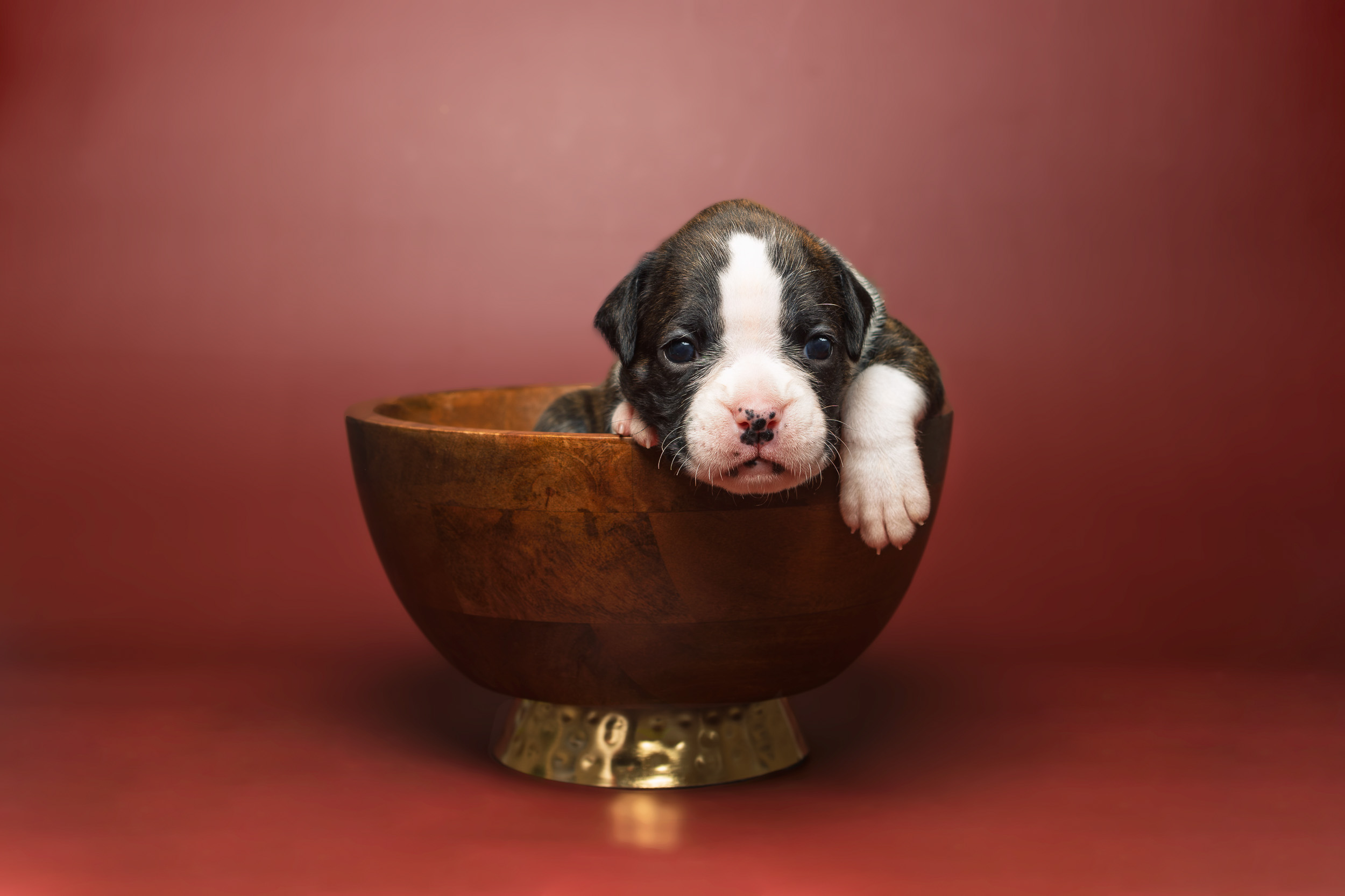 Sutton - Fallbrook's A Walk In The Clouds - 3 Weeks Old Flashy Brindle Female Boxer