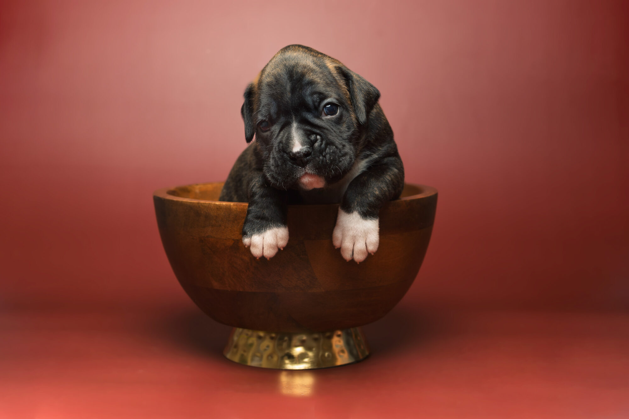 Bosley - Fallbrook's On Cloud 10 - 3 Weeks Old - Classic Brindle Male Boxer Puppy