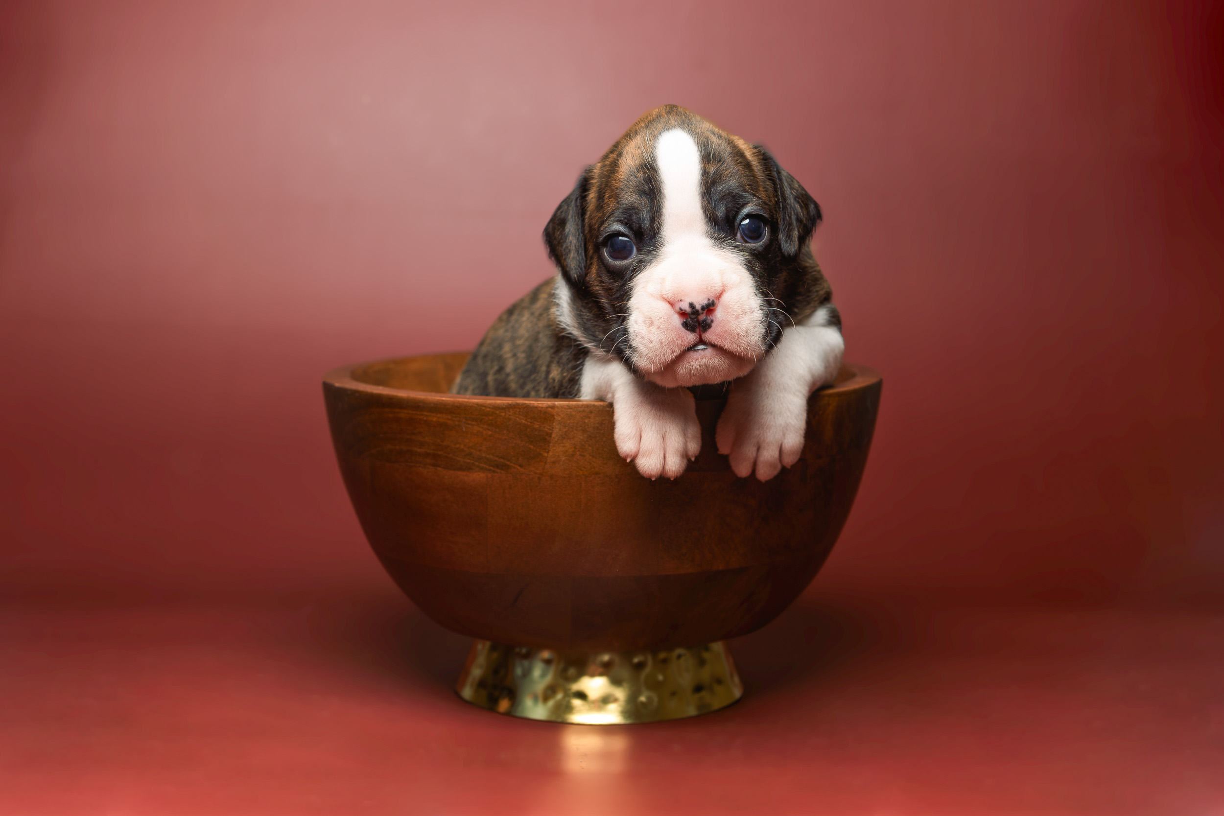 Chase - Fallbrook's Chasing Clouds - 3 Weeks Old - Flashy Brindle Male Boxer Puppy
