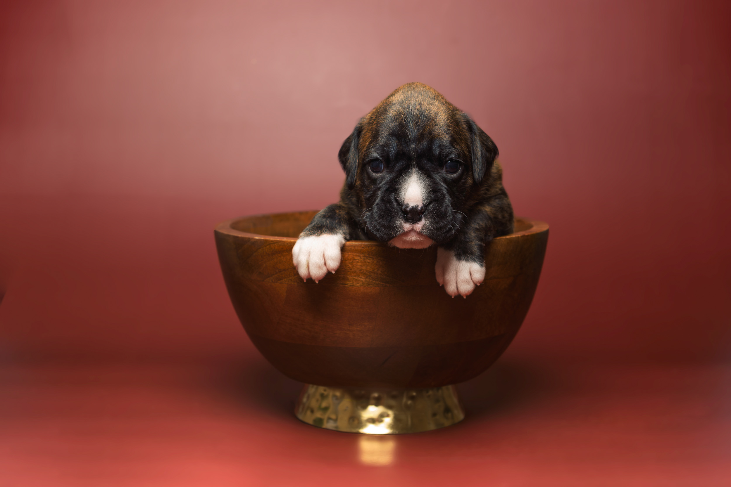 Sage - Fallbrook N Vincenza's On Cloud Nine - 3 Weeks Old Classic Brindle Female Boxer
