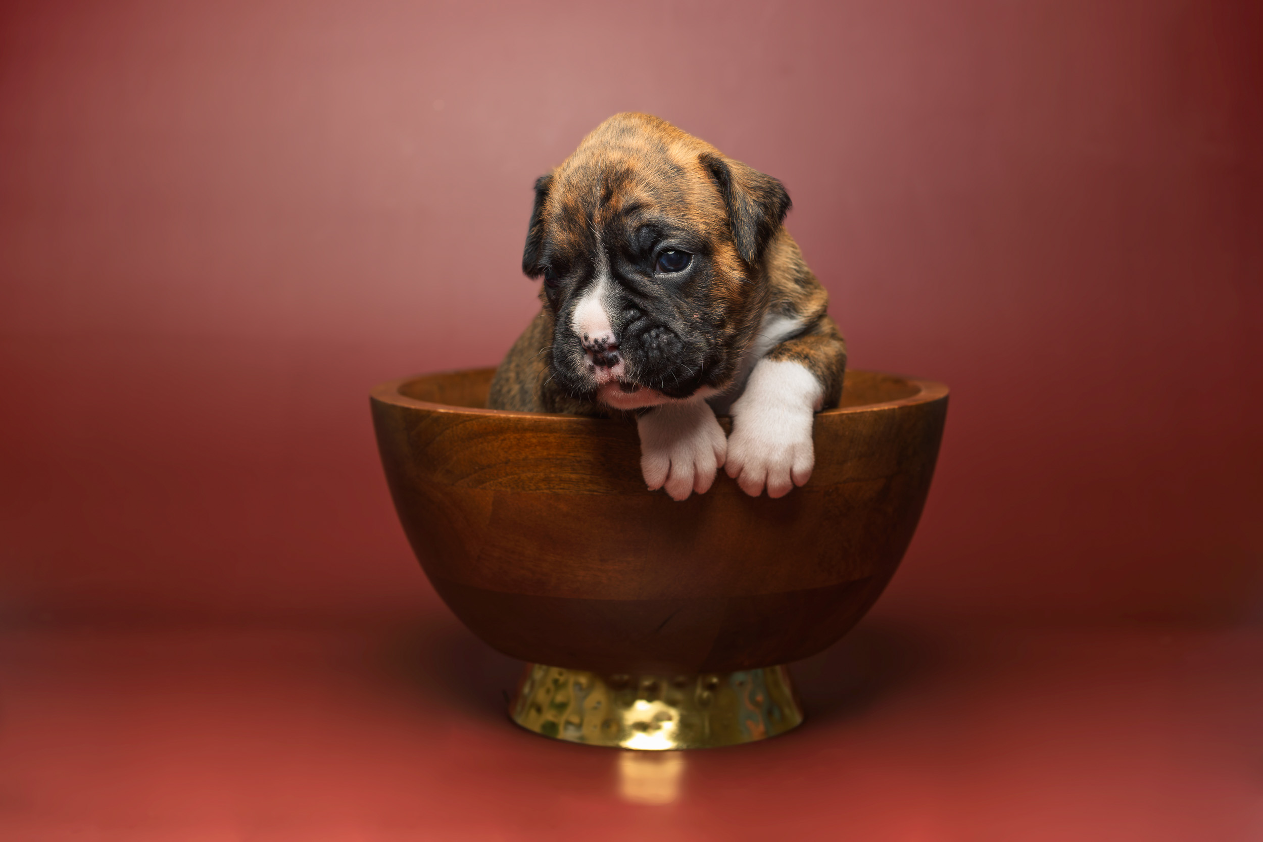 Nova - Fallbrook's Above The Clouds - 3 Weeks Old - Classic Brindle Female Boxer