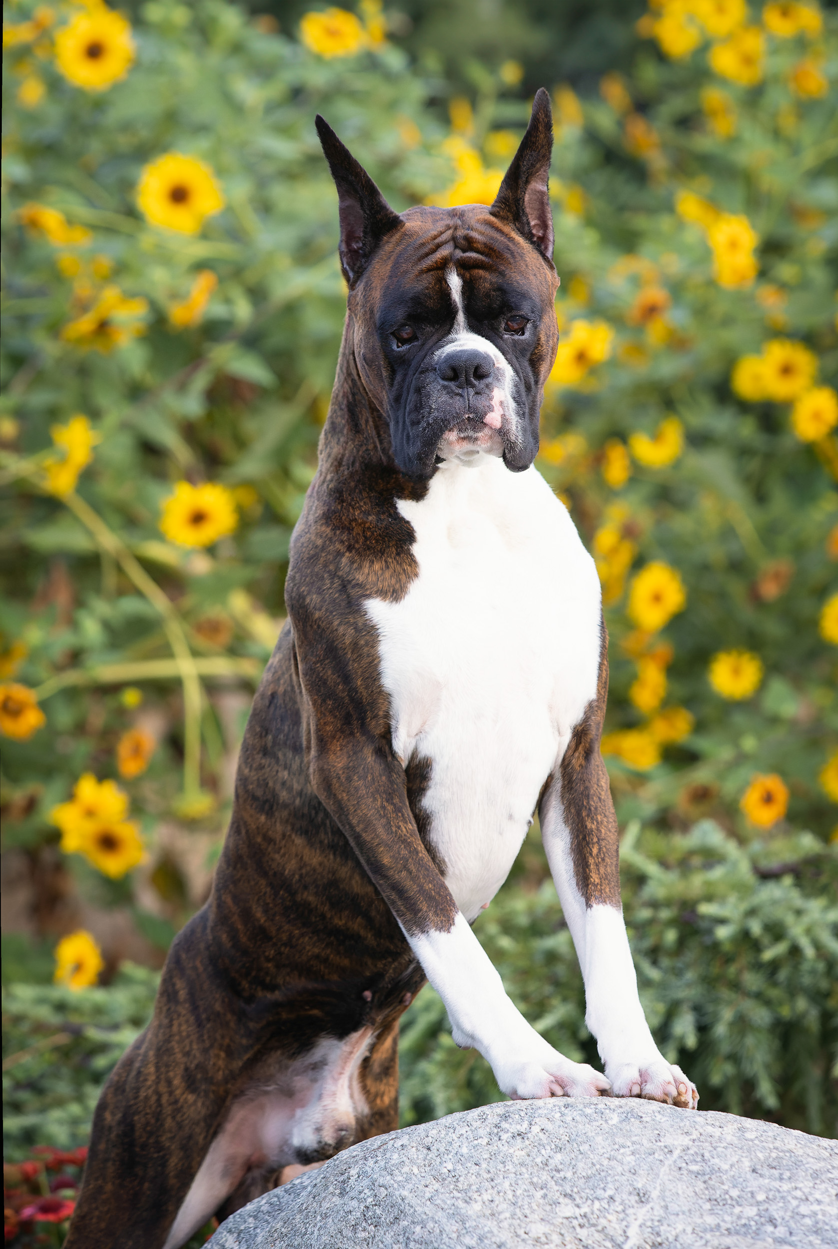 Sully - GCH CH Mircoa N Irondale's Kickin' The Clouds Away