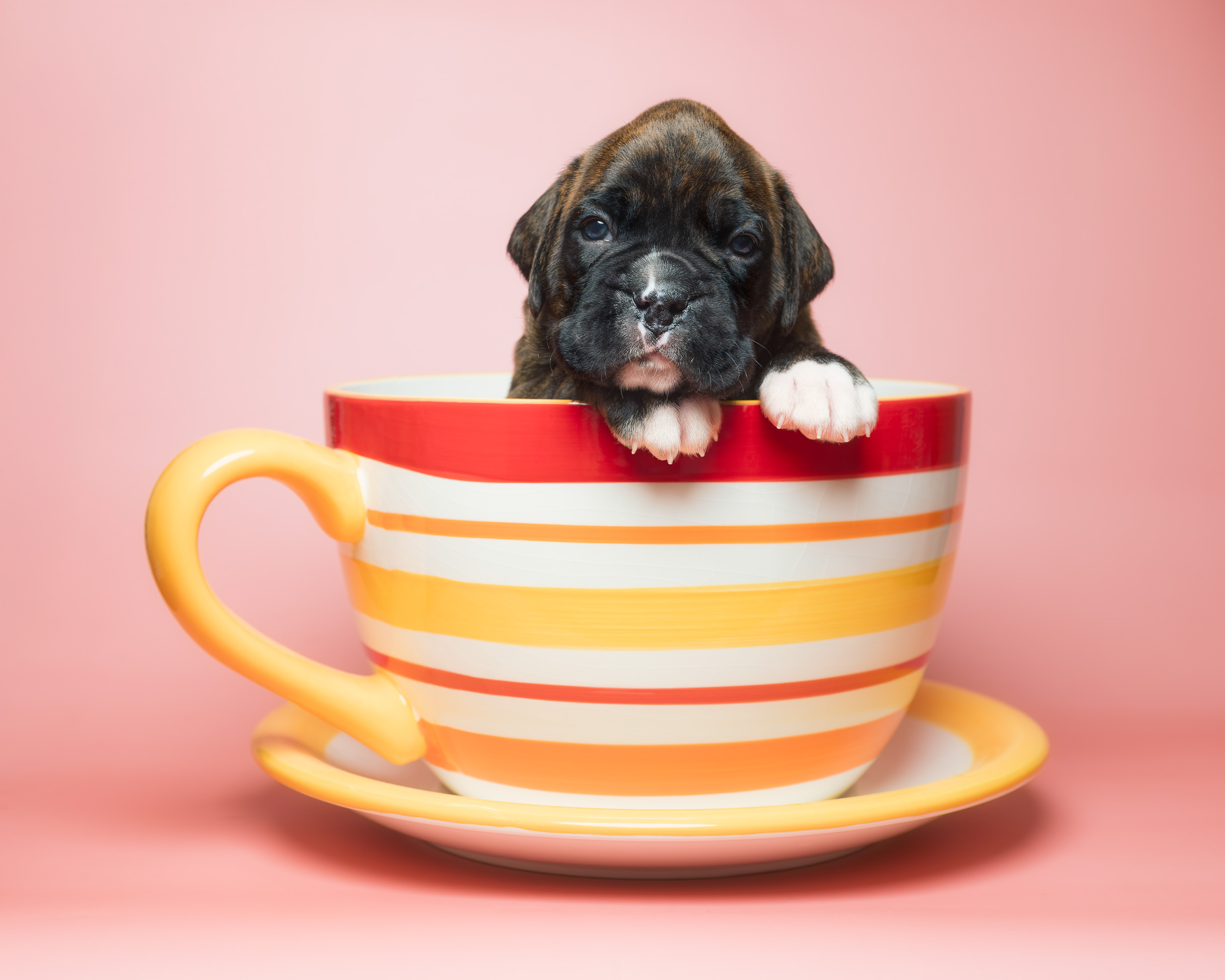 Bosley - Fallbrook's On Cloud 10 - 4 Weeks Old - Classic Brindle Male Boxer Puppy