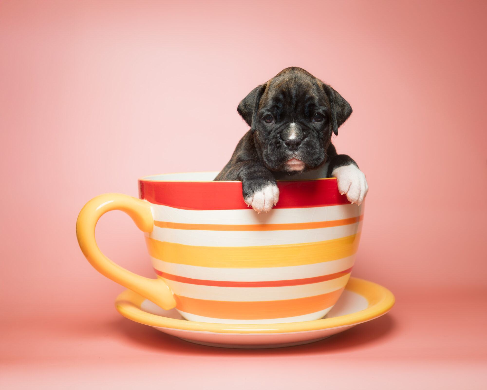 Darth - Fallbrook N Quinney's I Am Your Father - 4 Weeks Old - Classic Brindle Male Boxer