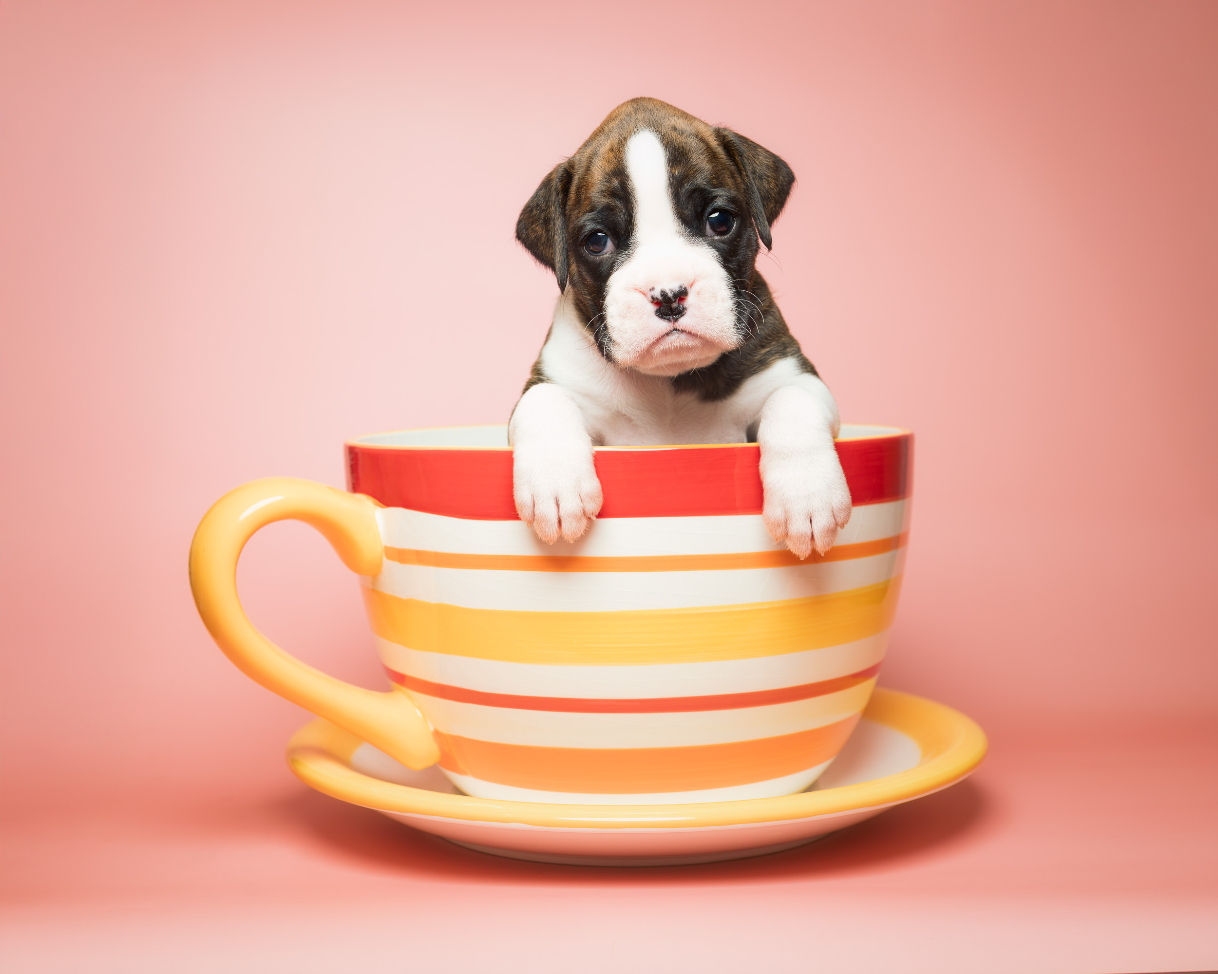 Chase - Fallbrook's Chasing Clouds - 4 Weeks Old - Flashy Brindle Male Boxer Puppy
