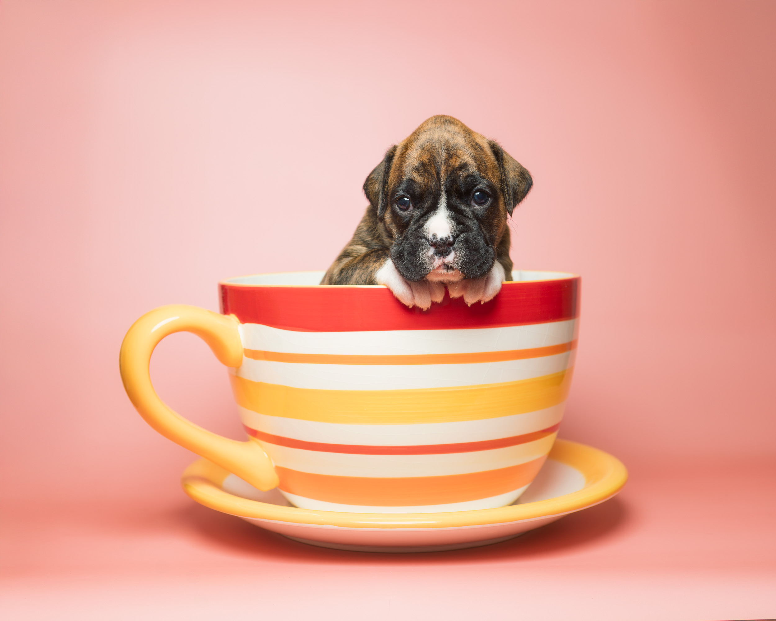 Nova - Fallbrook's Above The Clouds - 4 Weeks Old - Classic Brindle Female Boxer