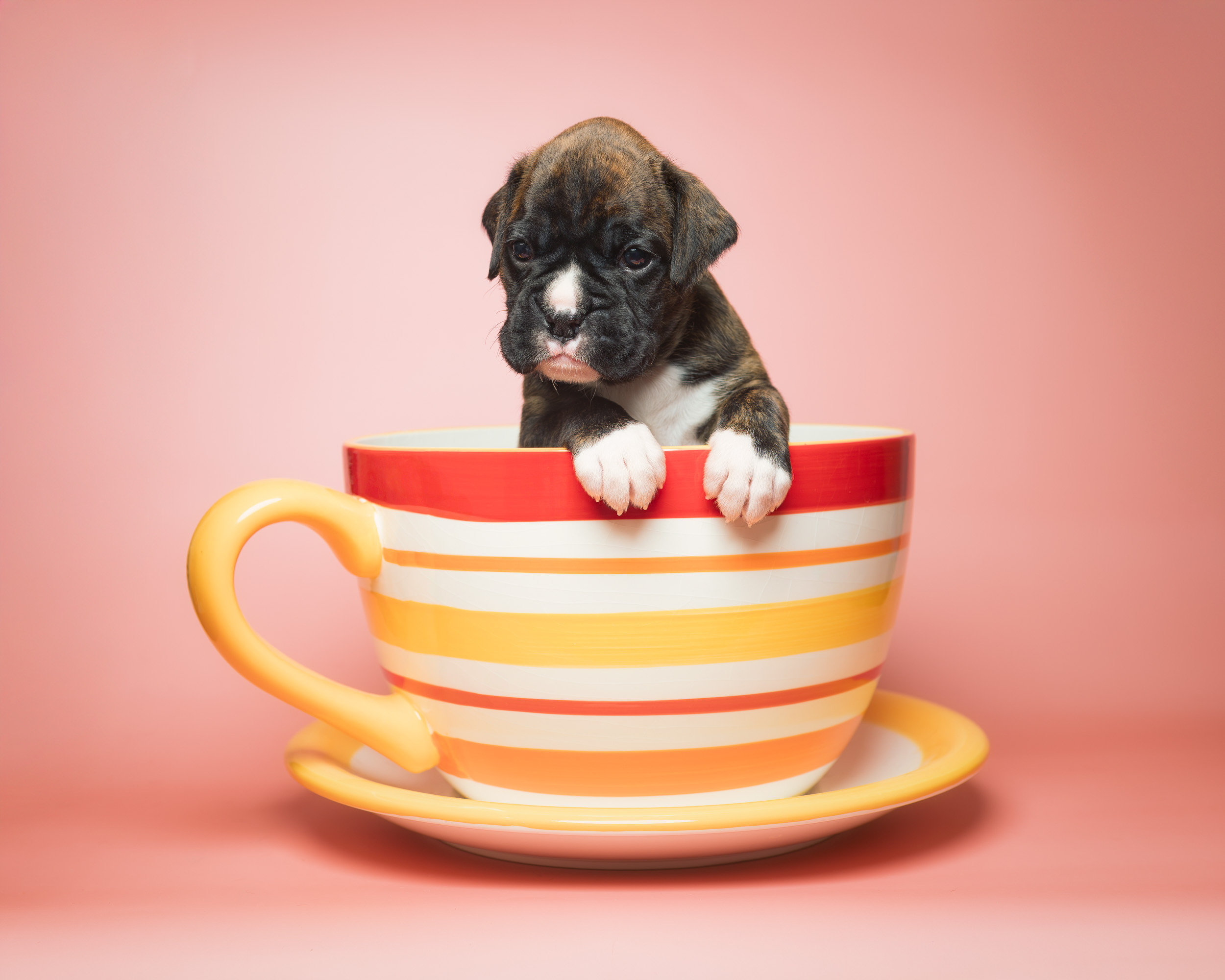 Sage - Fallbrook N Vincenza's On Cloud Nine - 3 Weeks Old Classic Brindle Female Boxer