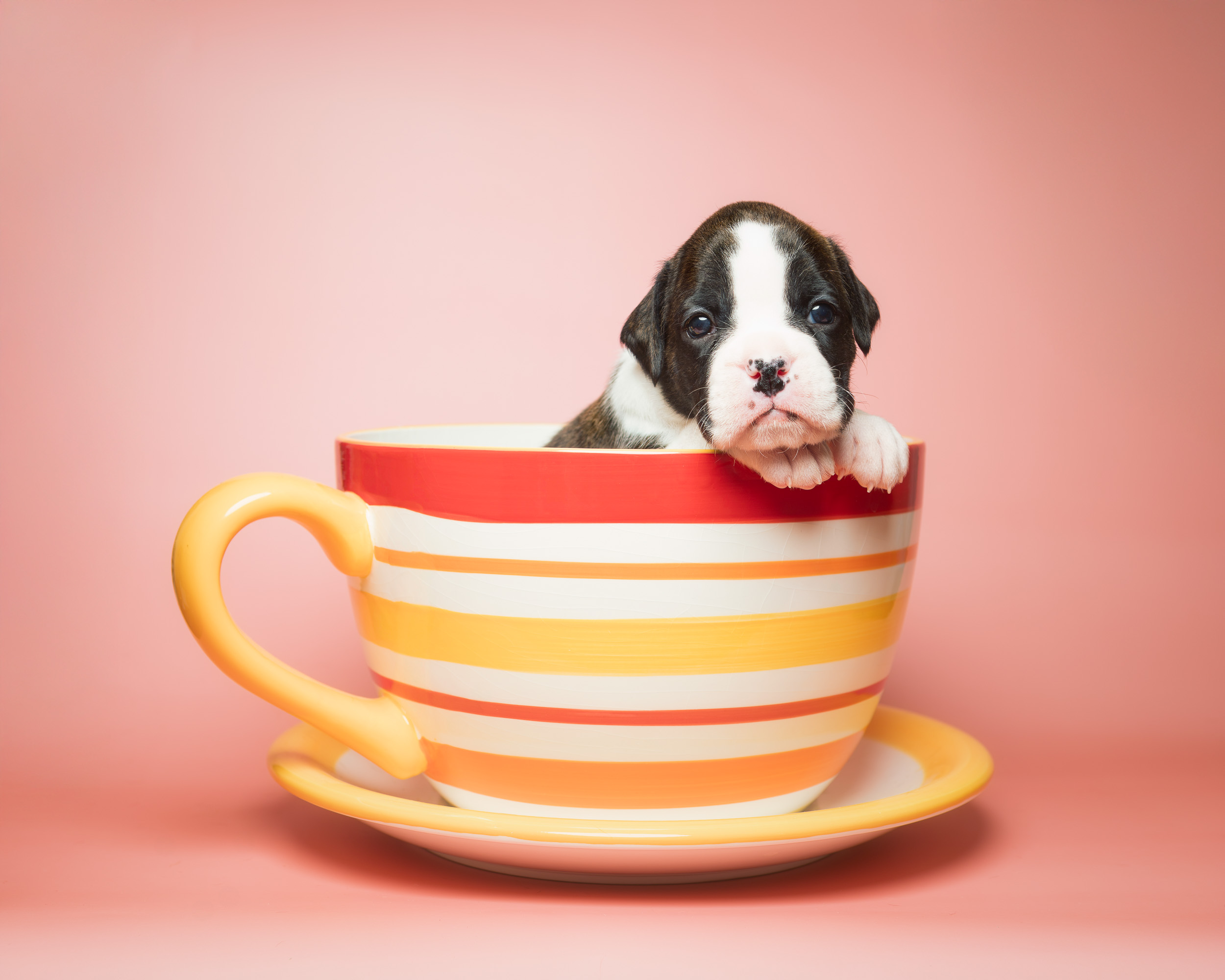 Sutton - Fallbrook's A Walk In The Clouds - 3 Weeks Old Flashy Brindle Female Boxer