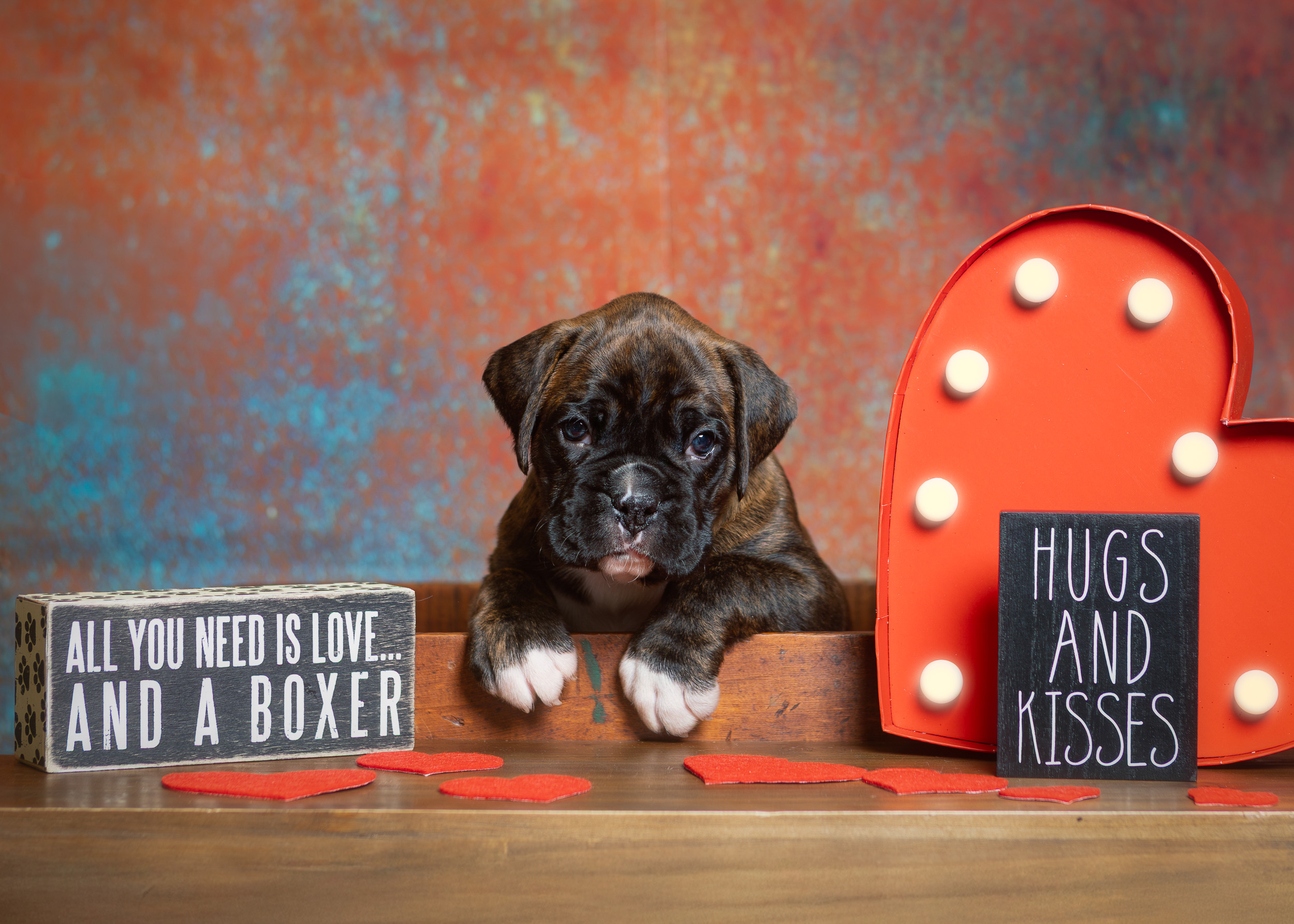 Bosley - Fallbrook's On Cloud 10 - 4.5 Weeks Old - Classic Brindle Male Boxer Puppy