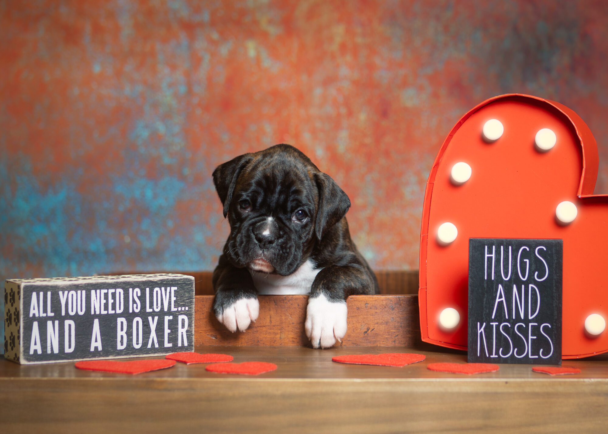 Darth - Fallbrook N Quinney's I Am Your Father - 4.5 Weeks Old - Classic Brindle Male Boxer