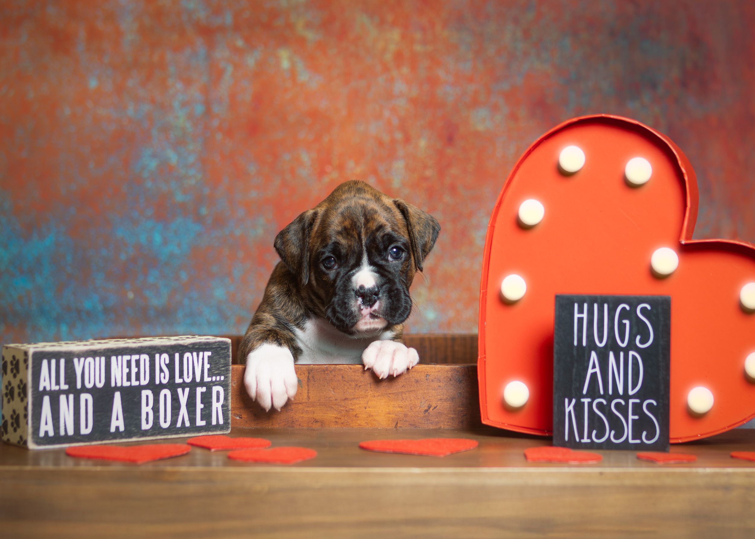 Nova - Fallbrook's Above The Clouds - 4.5 Weeks Old - Classic Brindle Female Boxer