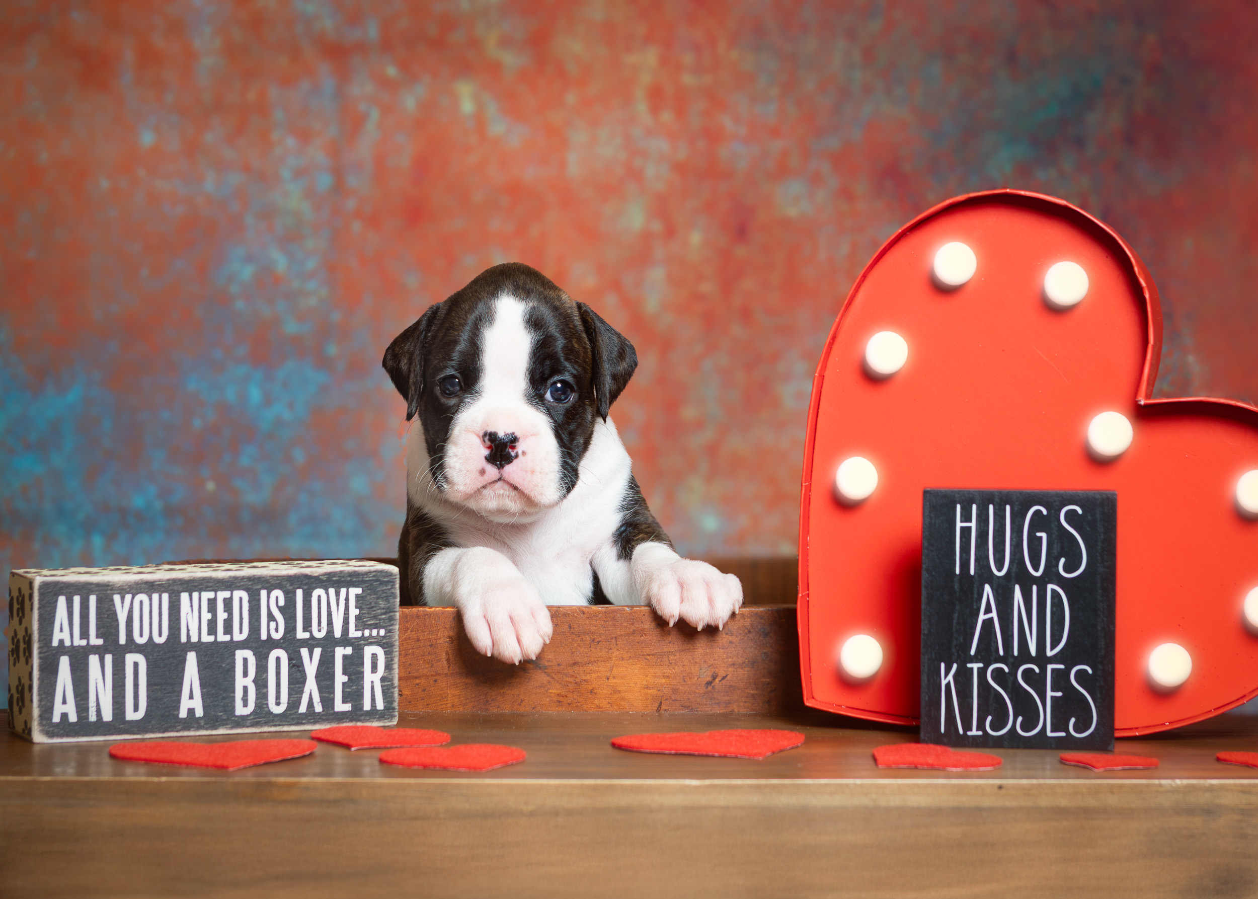 Sutton - Fallbrook's A Walk In The Clouds - 4.5 Weeks Old Flashy Brindle Female Boxer