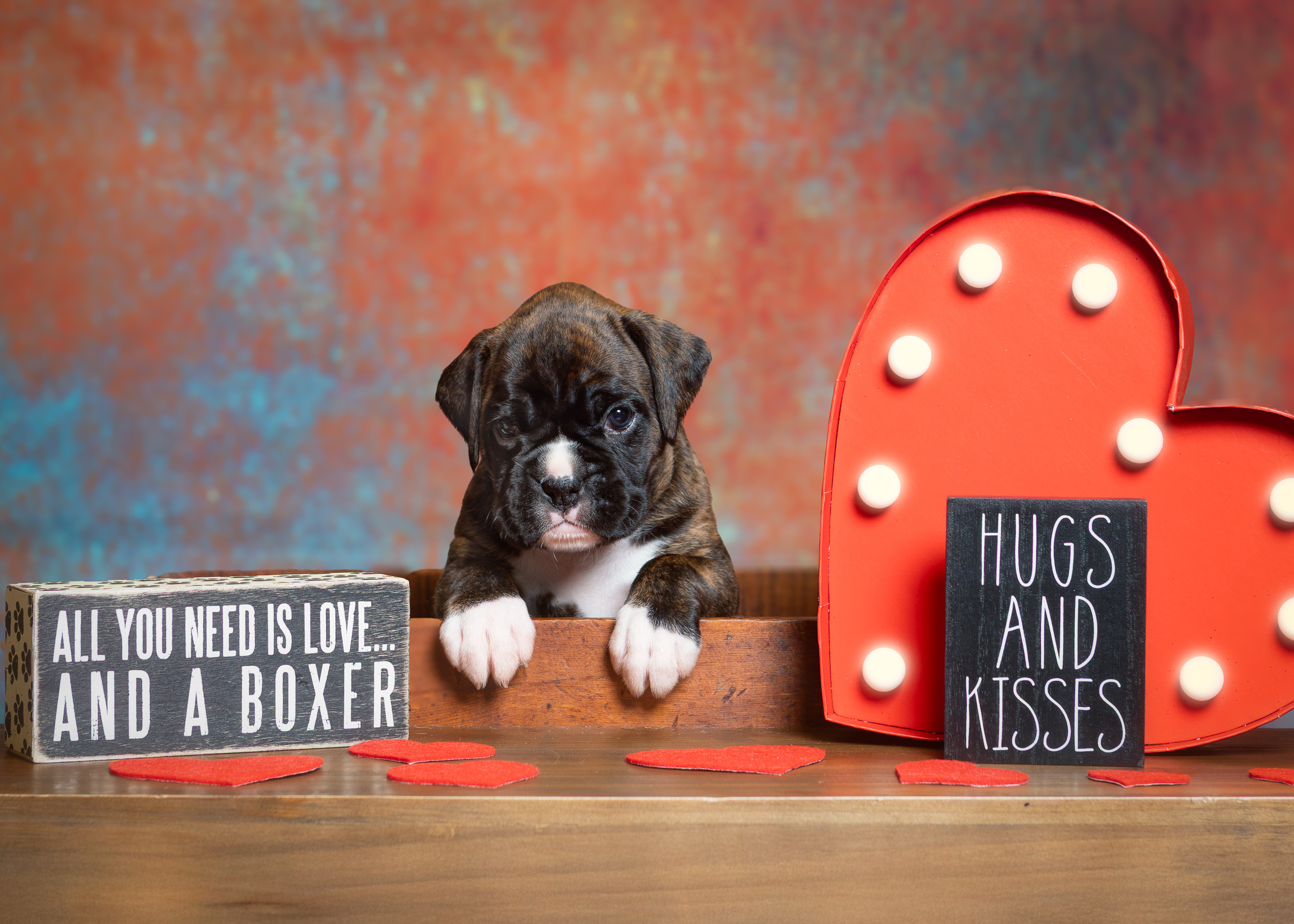 Sage - Fallbrook N Vincenza's On Cloud Nine - 4.5 Weeks Old Classic Brindle Female Boxer