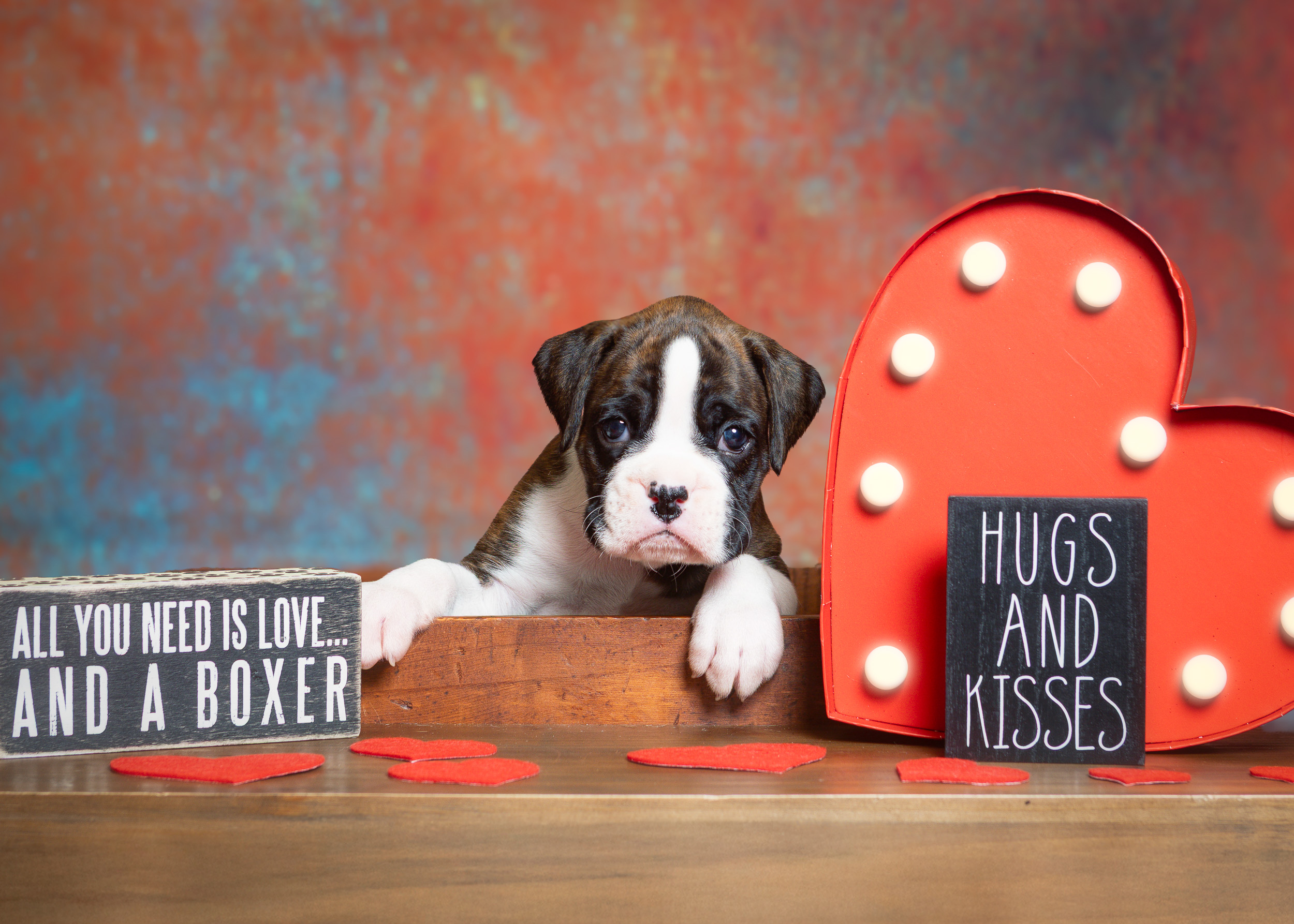 Chase - Fallbrook's Chasing Clouds - 4.5 Weeks Old - Flashy Brindle Male Boxer Puppy