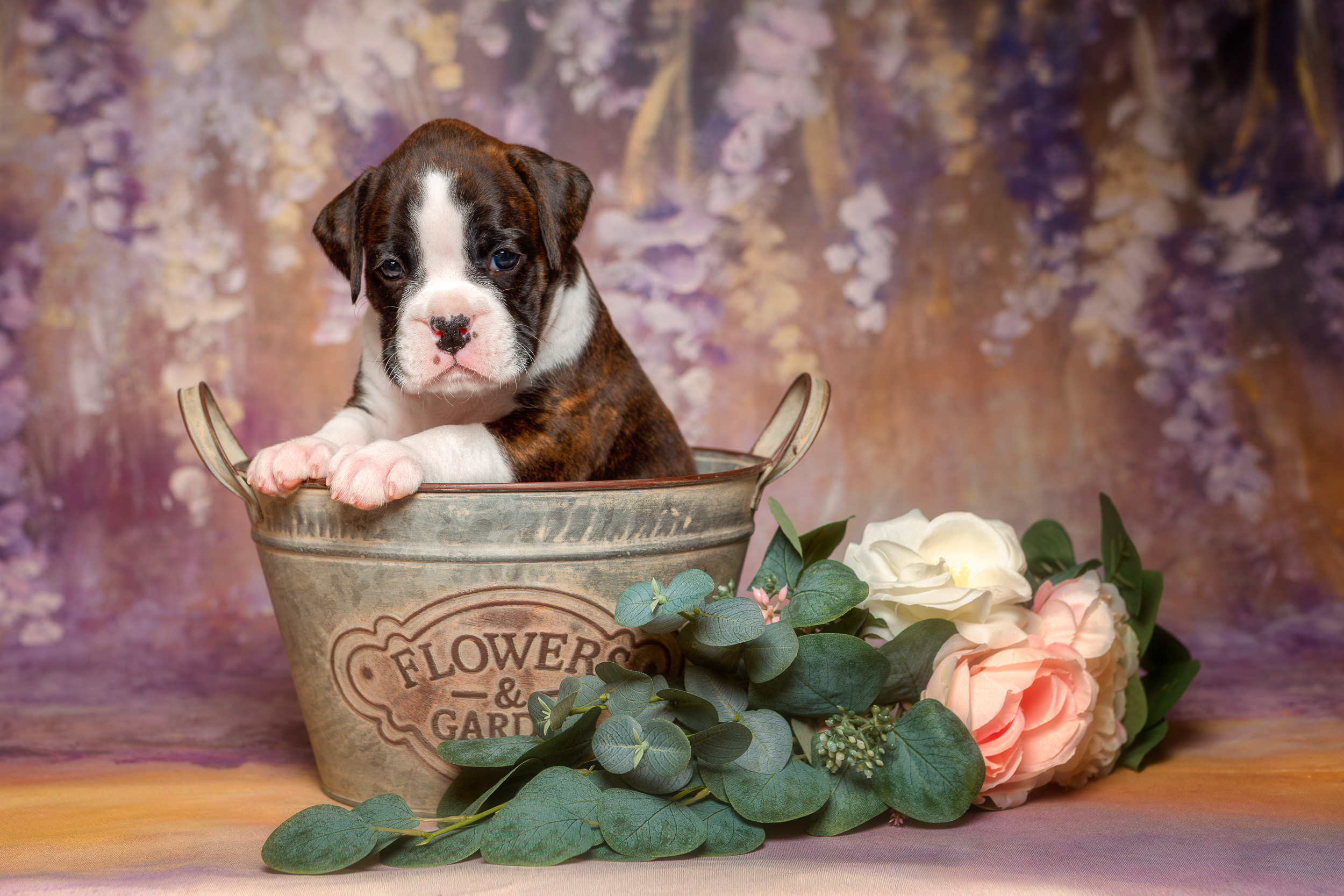 Sutton - Fallbrook's A Walk In The Clouds - 5 Weeks Old Flashy Brindle Female Boxer