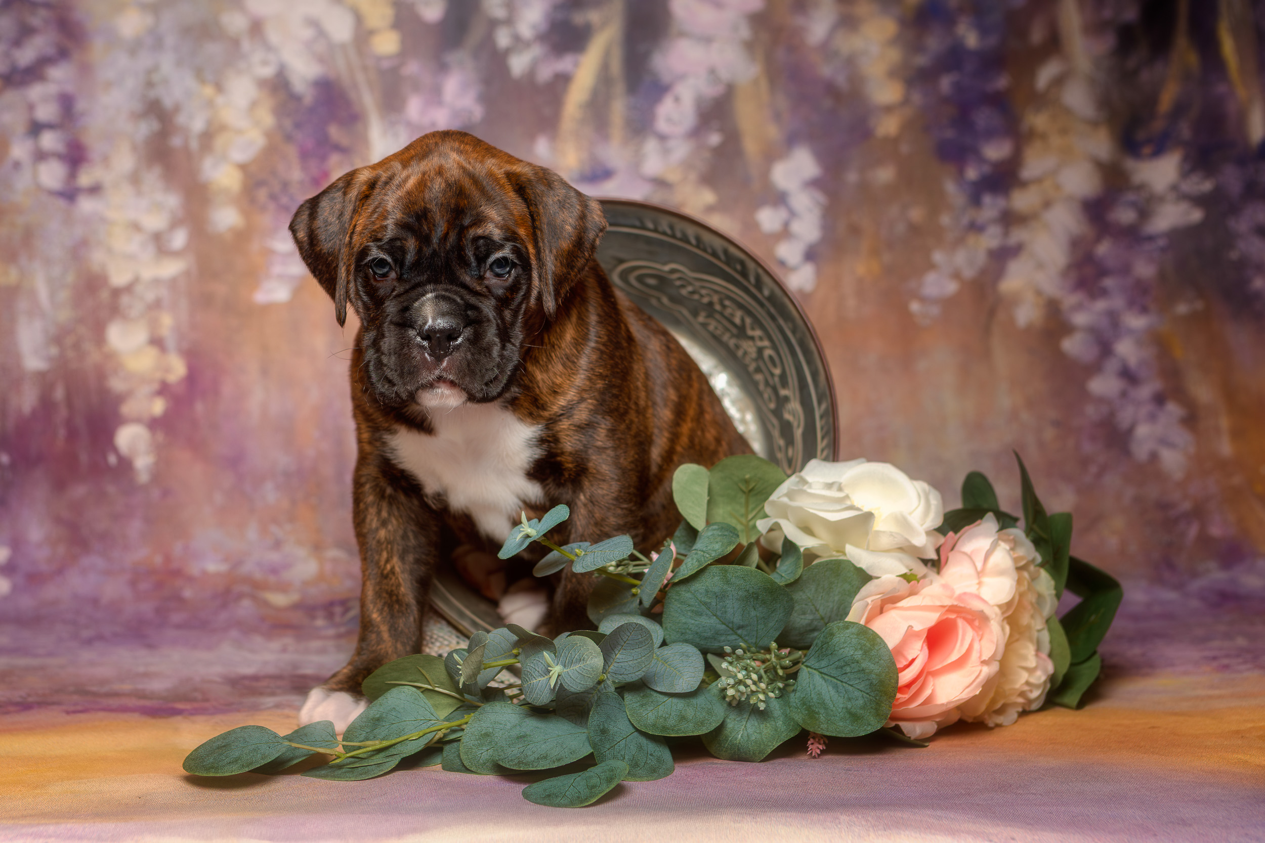 Bosley - Fallbrook's On Cloud 10 - 5 Weeks Old - Classic Brindle Male Boxer Puppy
