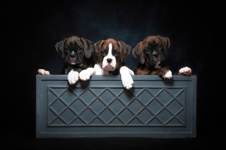Darth, Chase and Bosley - 8 Weeks Old