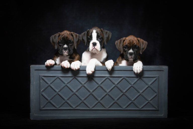 Sage, Sutton and Nova - 8 Weeks Old
