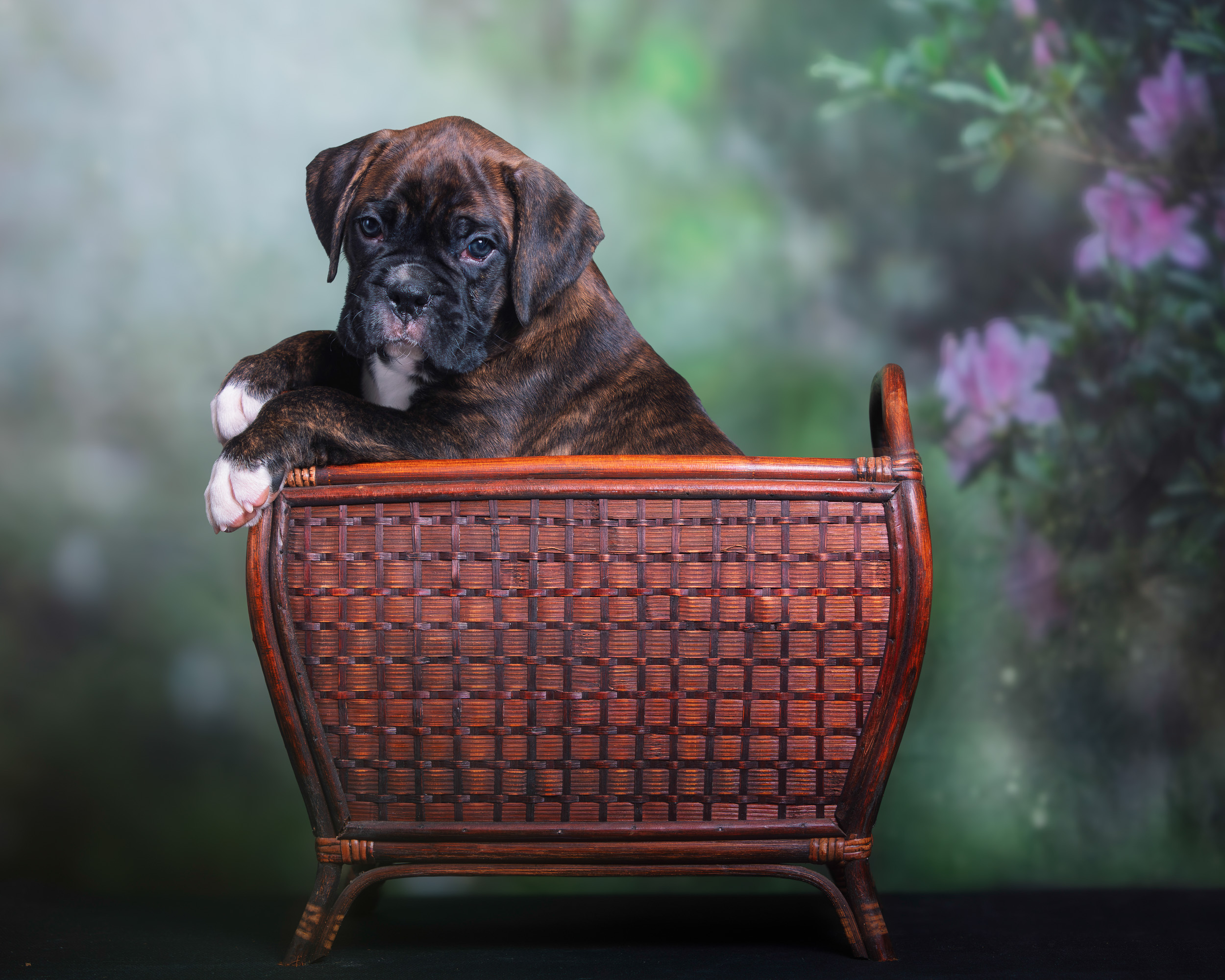 Bosley - Fallbrook's On Cloud 10 - 6 Weeks Old - Classic Brindle Male Boxer Puppy