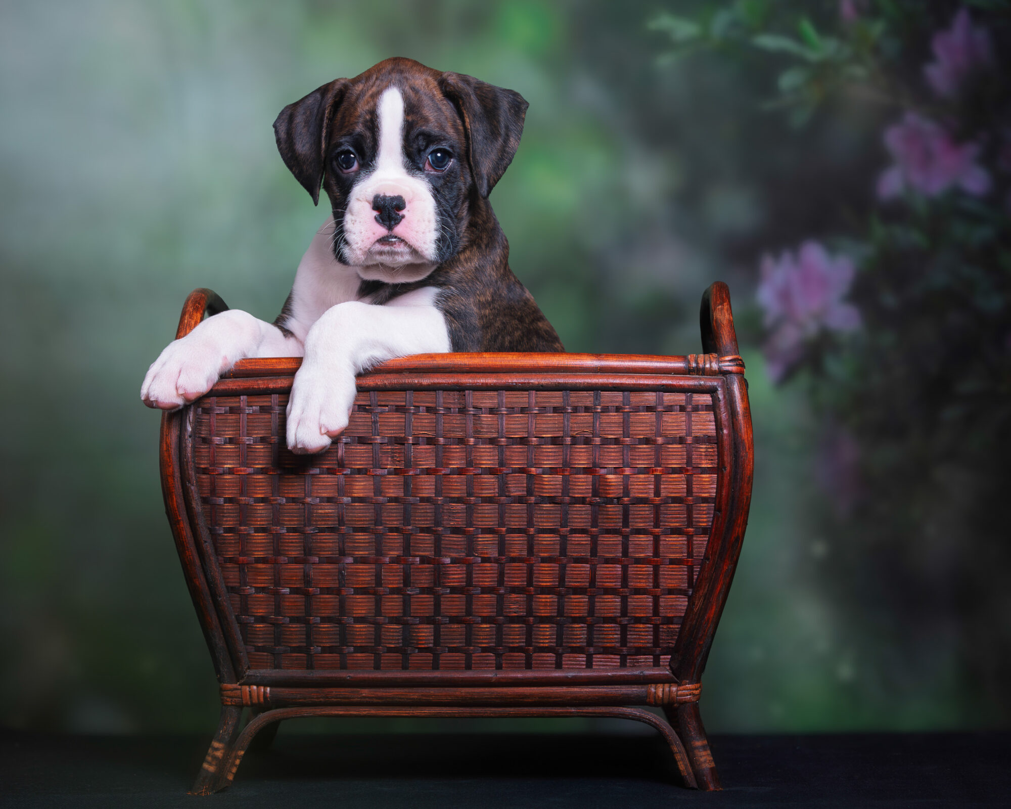 Chase - Fallbrook's Chasing Clouds - 6 Weeks Old - Flashy Brindle Male Boxer Puppy