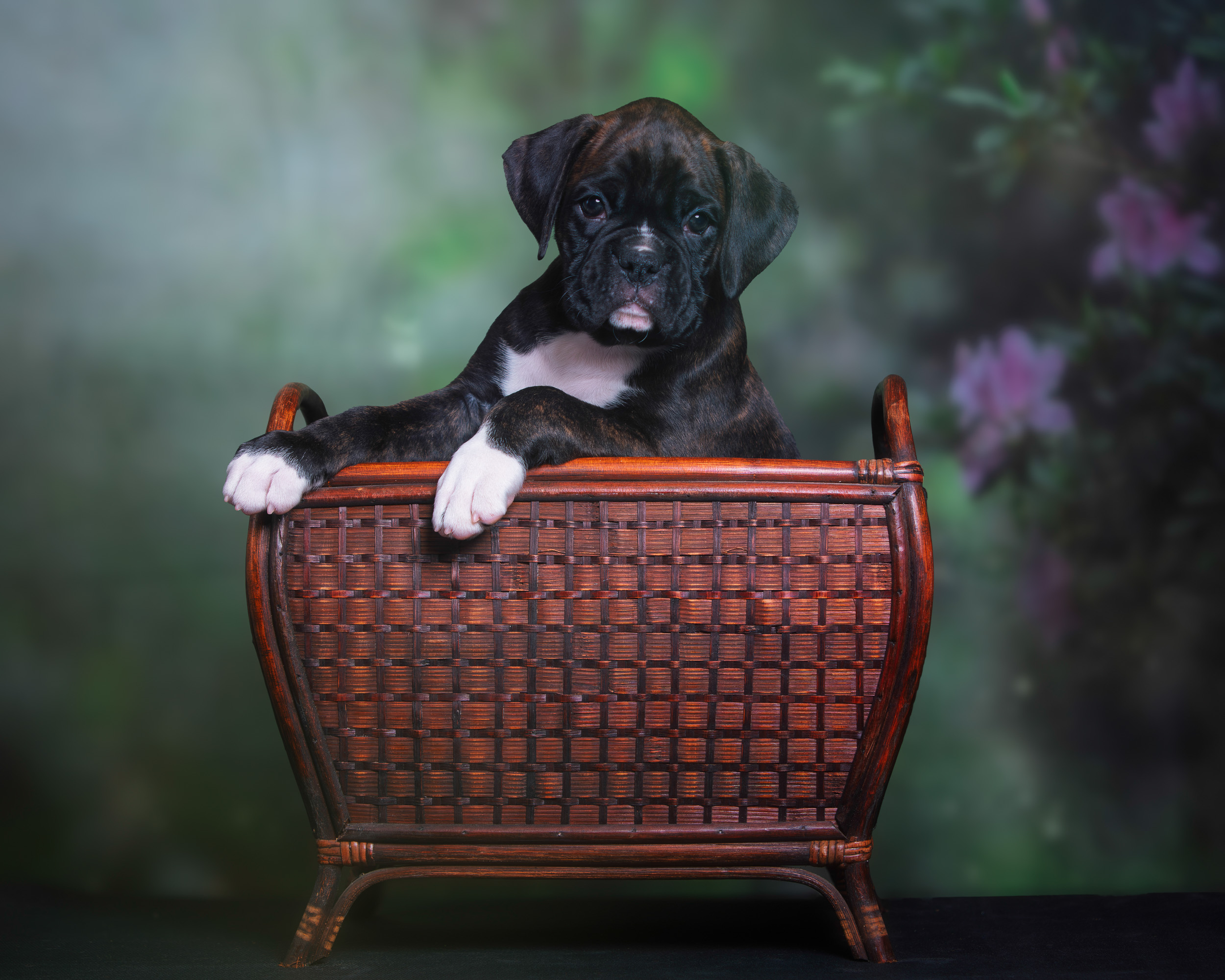 Darth - Fallbrook N Quinney's I Am Your Father - 6 Weeks Old - Classic Brindle Male Boxer