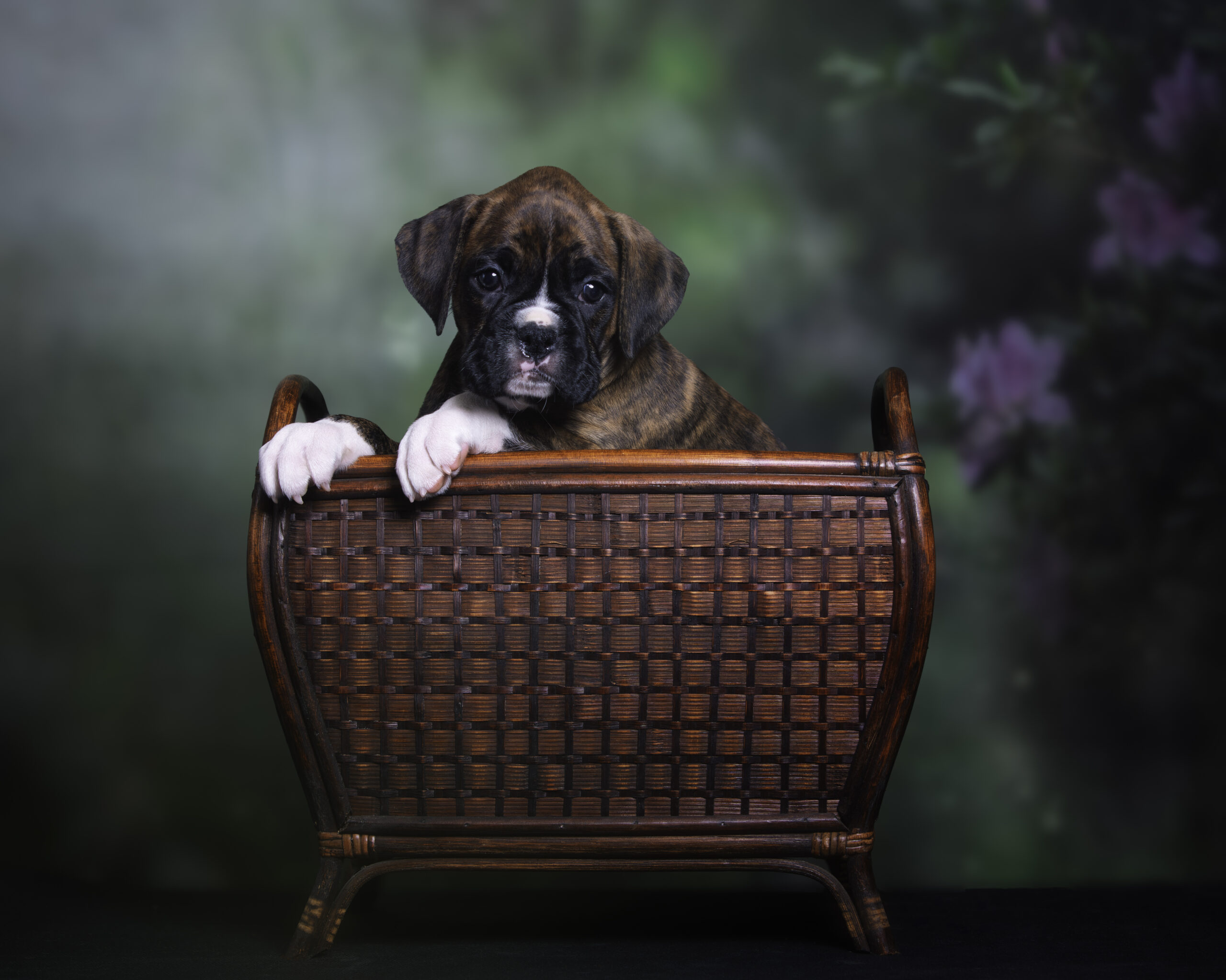 Nova - Fallbrook's Above The Clouds - 7 Weeks Old - Classic Brindle Female Boxer