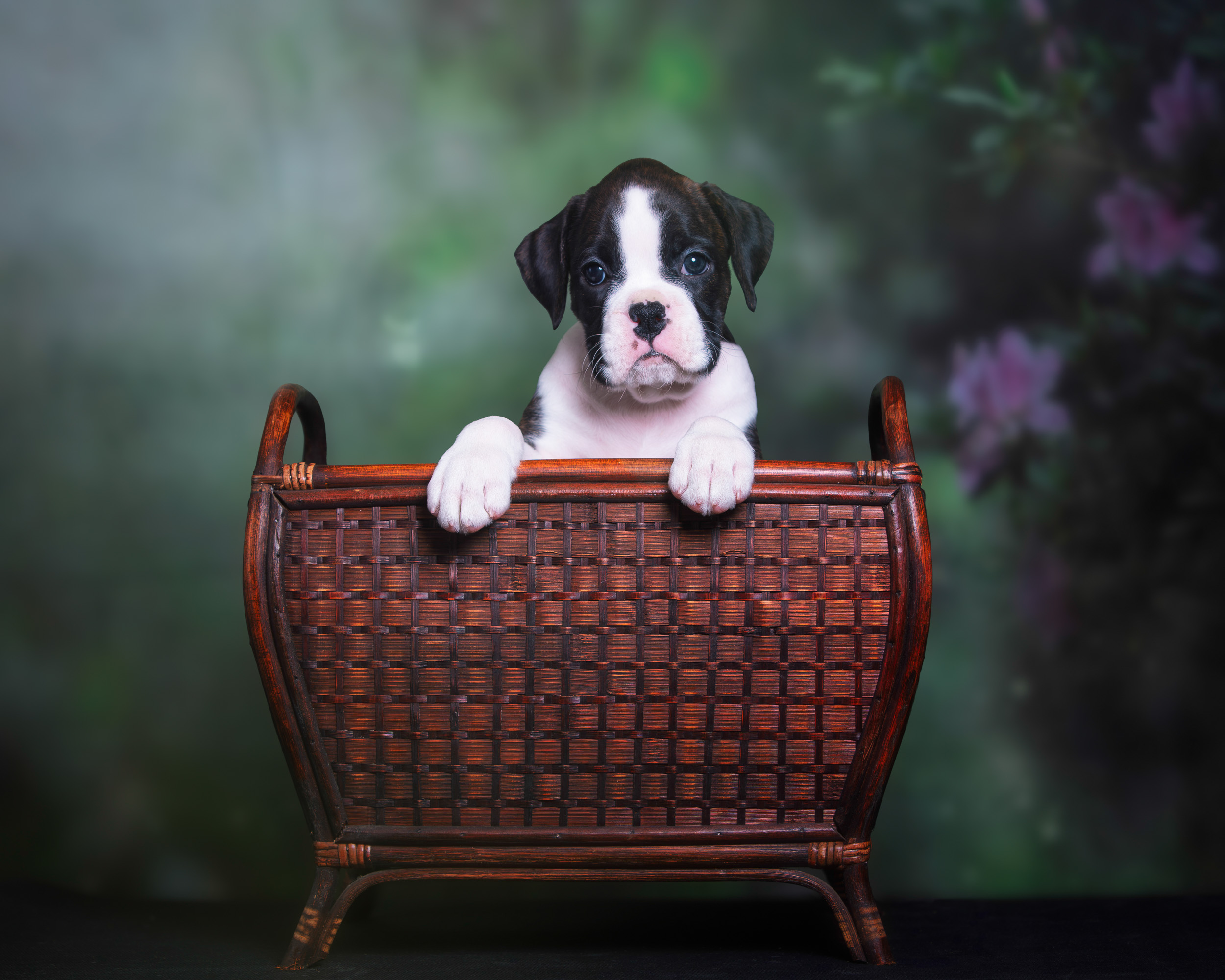 Sutton - Fallbrook's A Walk In The Clouds - 6 Weeks Old Flashy Brindle Female Boxer