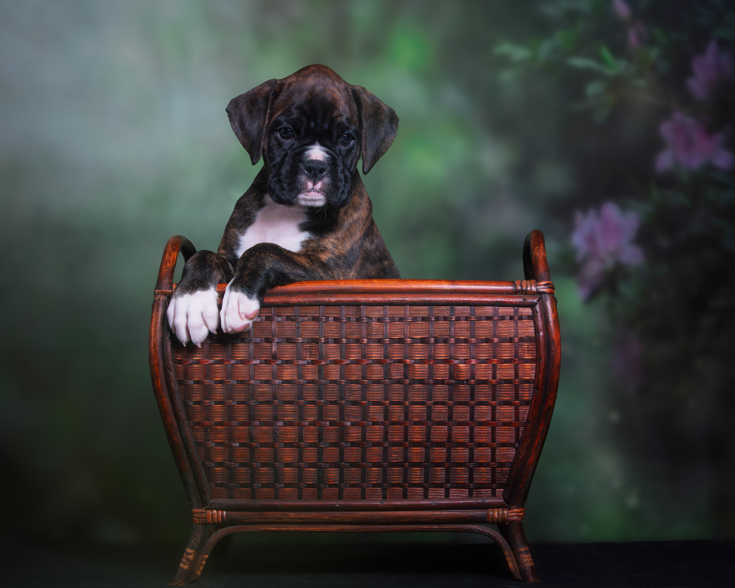 Sage - Fallbrook N Vincenza's On Cloud Nine - 6 Weeks Old Classic Brindle Female Boxer