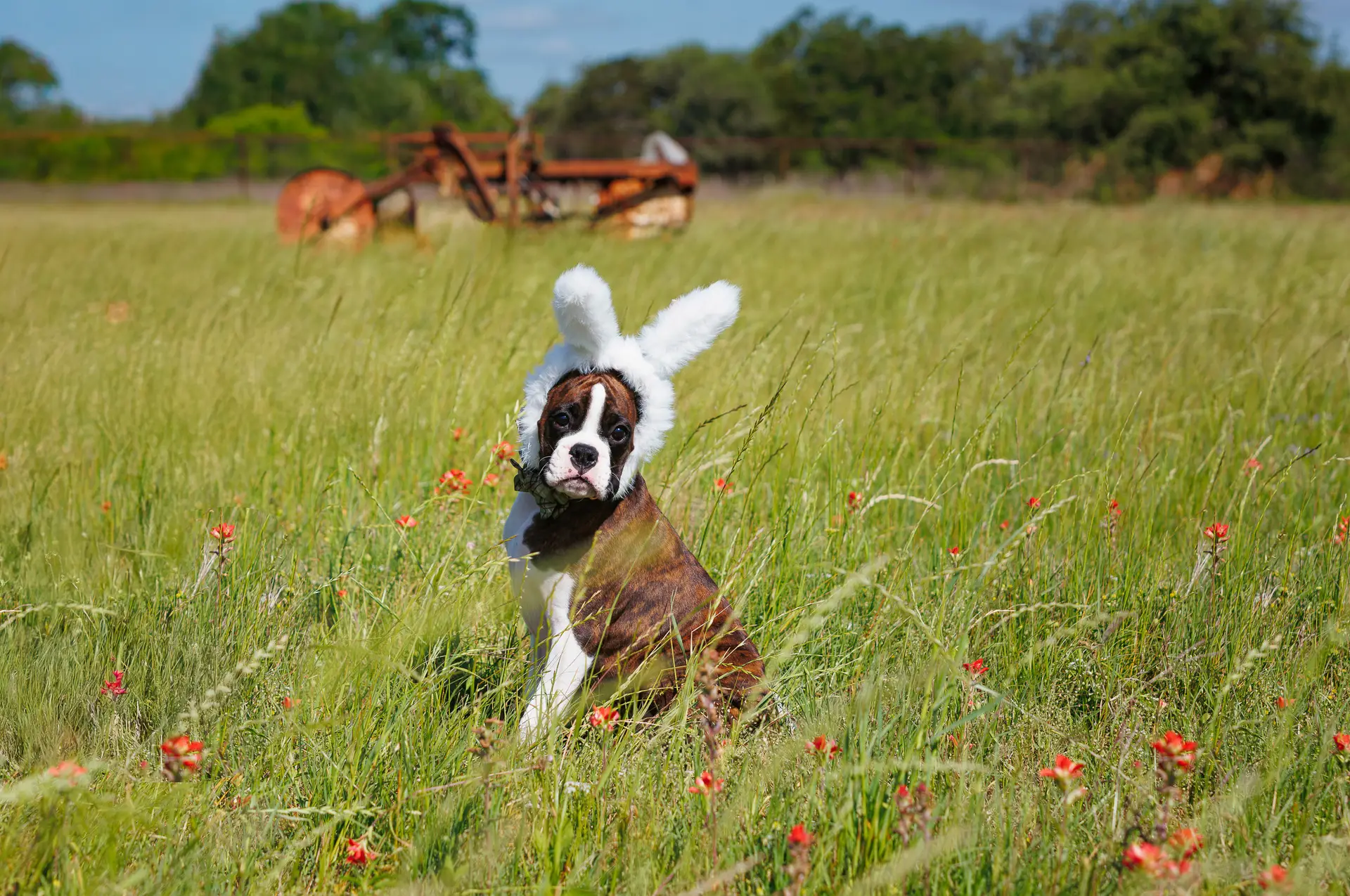 Chase - Fallbrook's Chasing Clouds