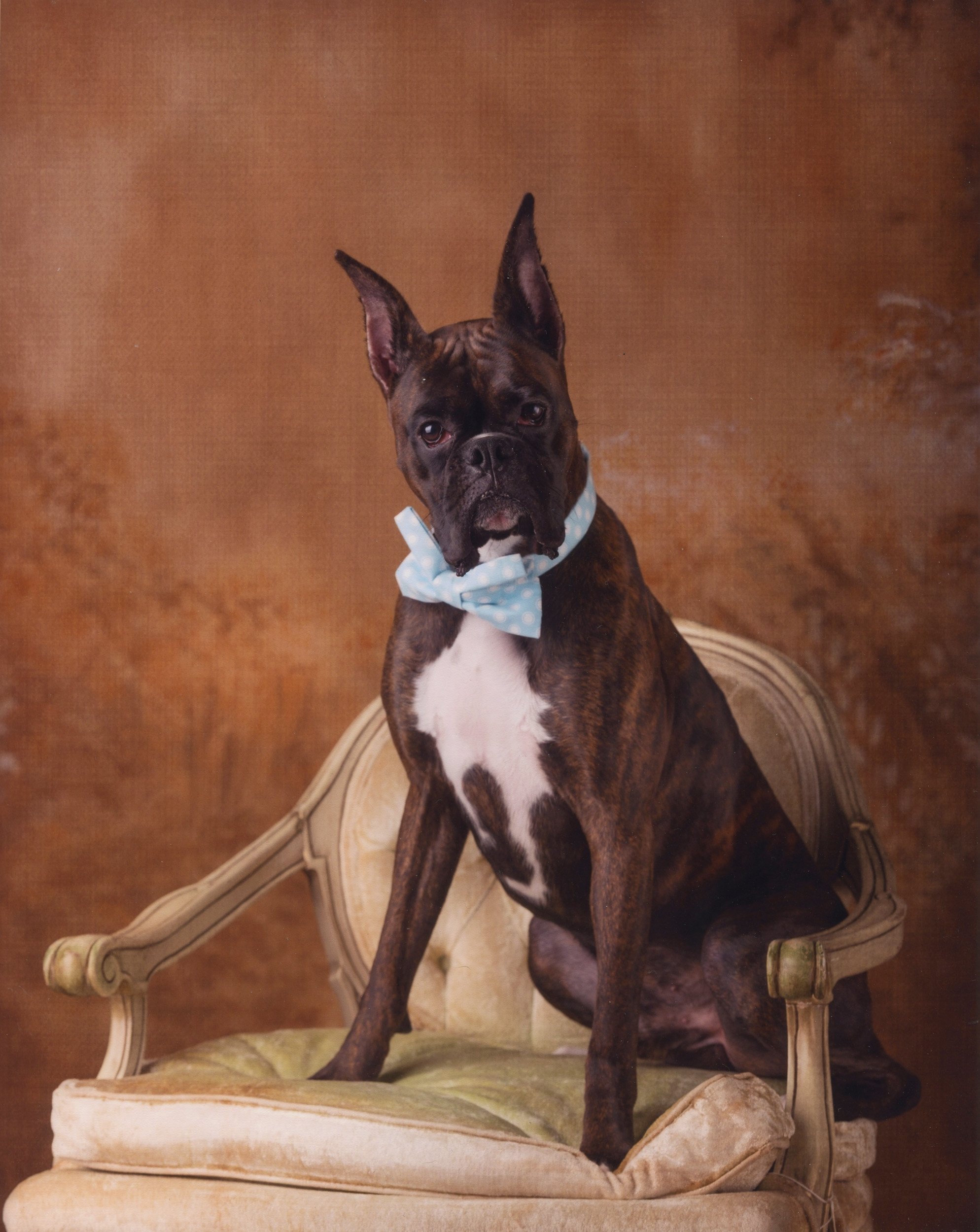 Duke - TuRo's Duke of Hazard
