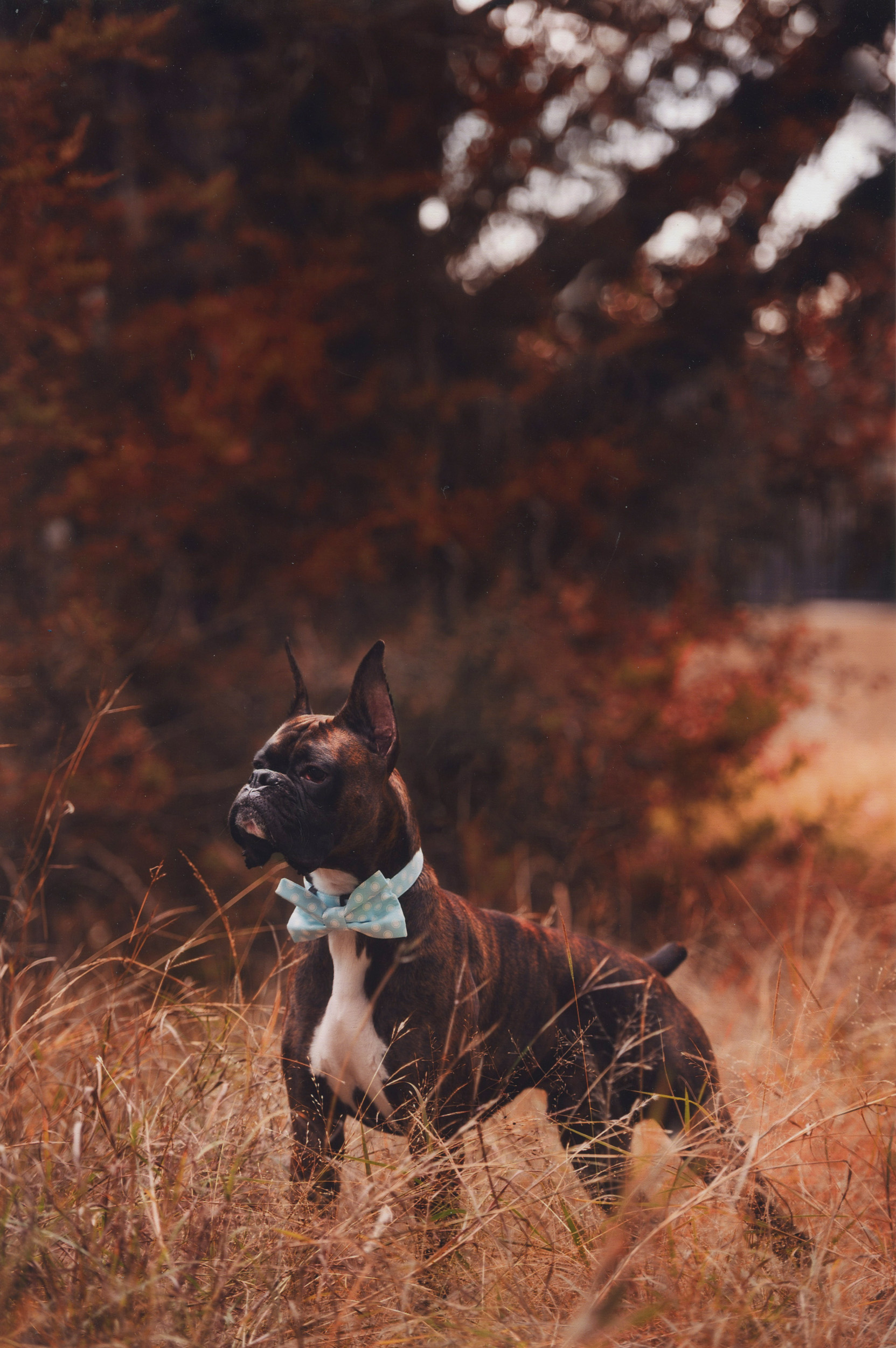 Duke - TuRo's Duke of Hazard