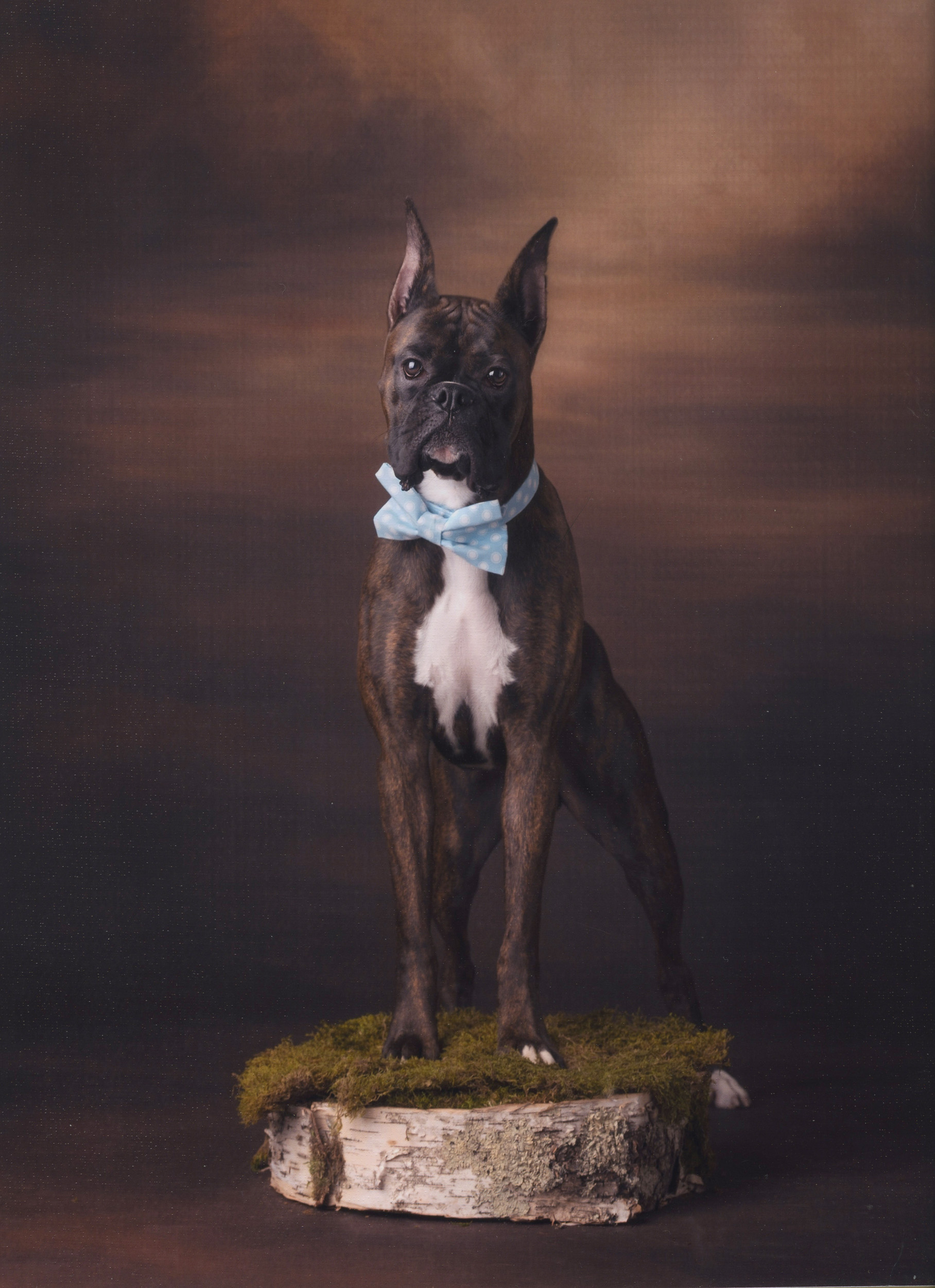 Duke - TuRo's Duke of Hazard